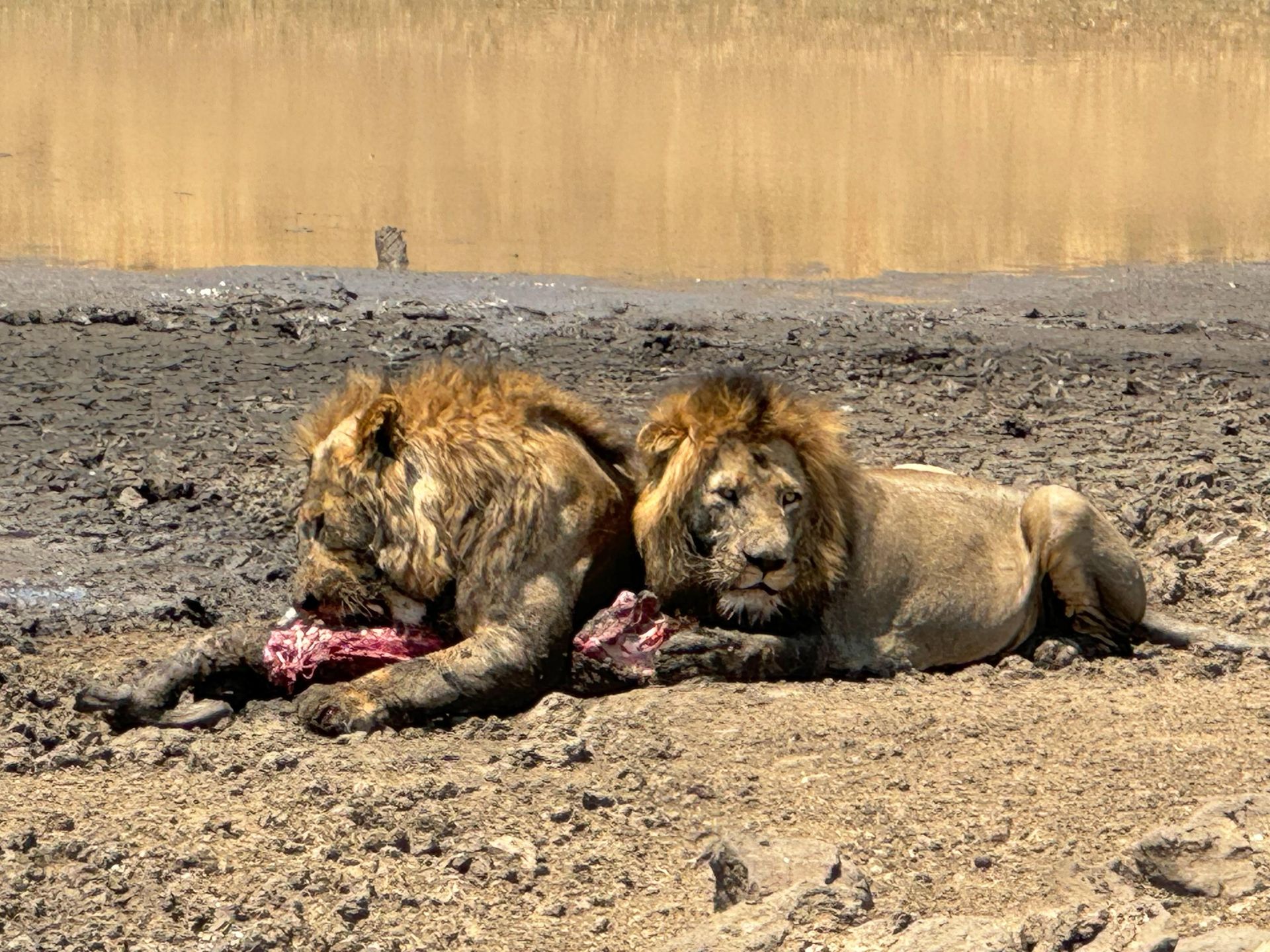 DIARY SOUTH AFRICA