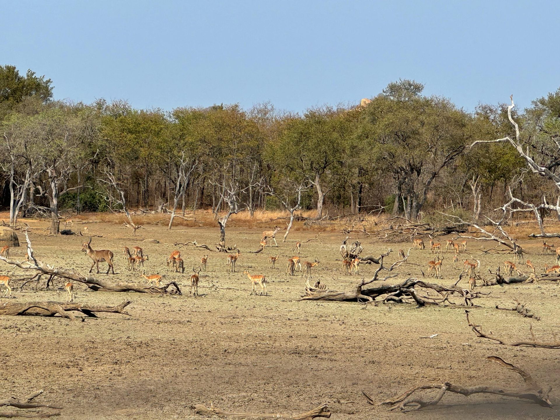 DIARY SOUTH AFRICA