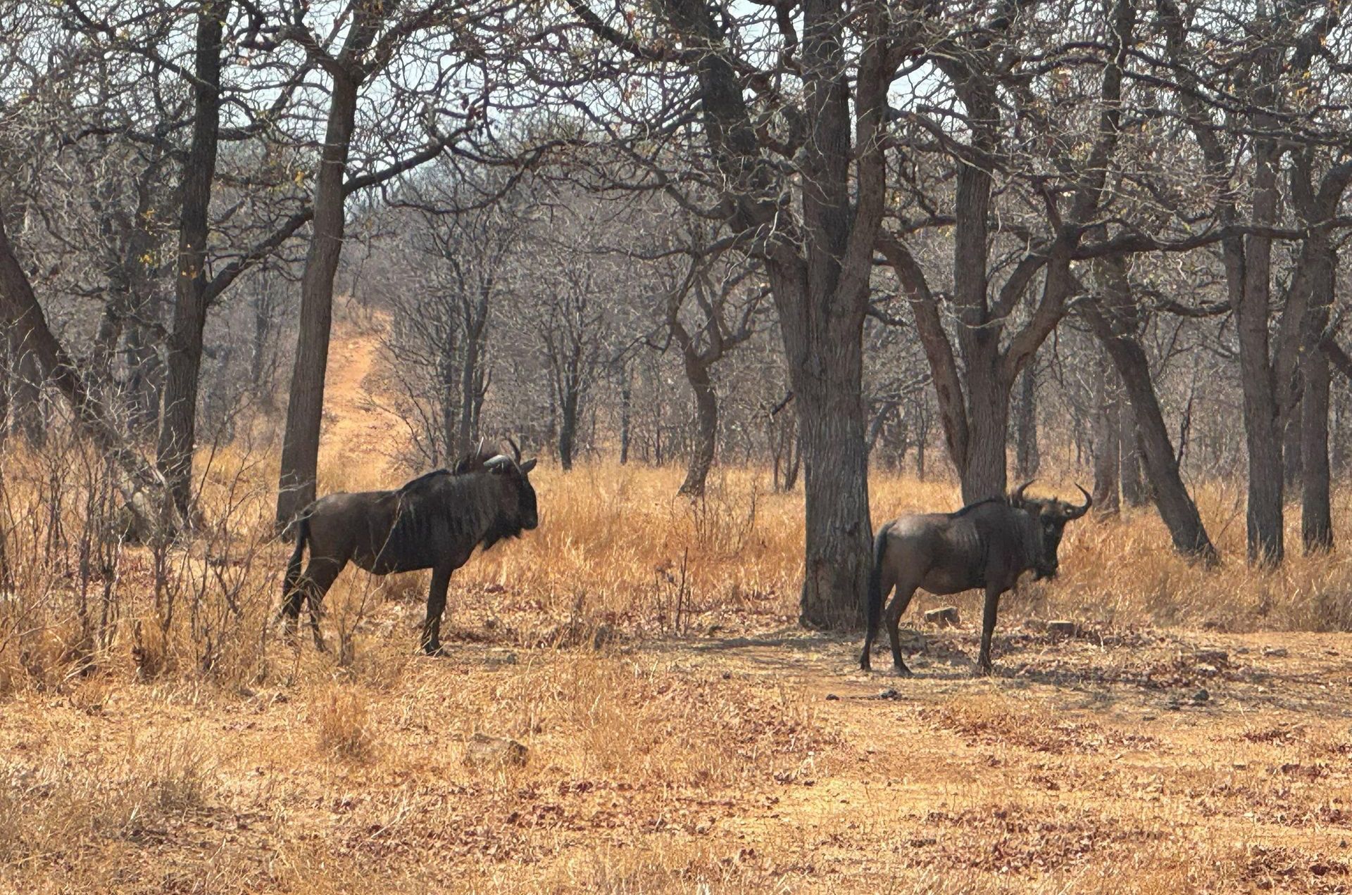DIARY SOUTH AFRICA