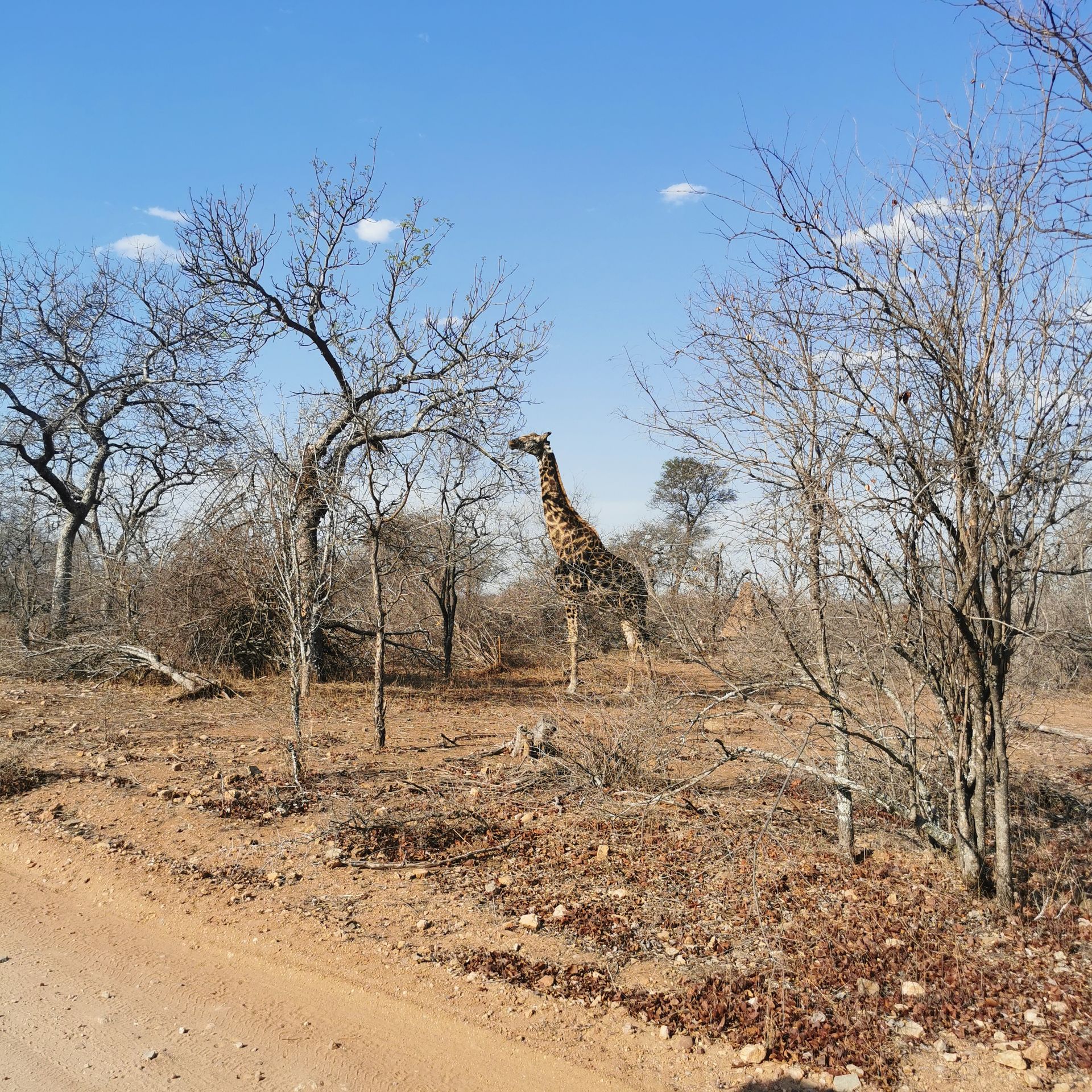 DIARY SOUTH AFRICA