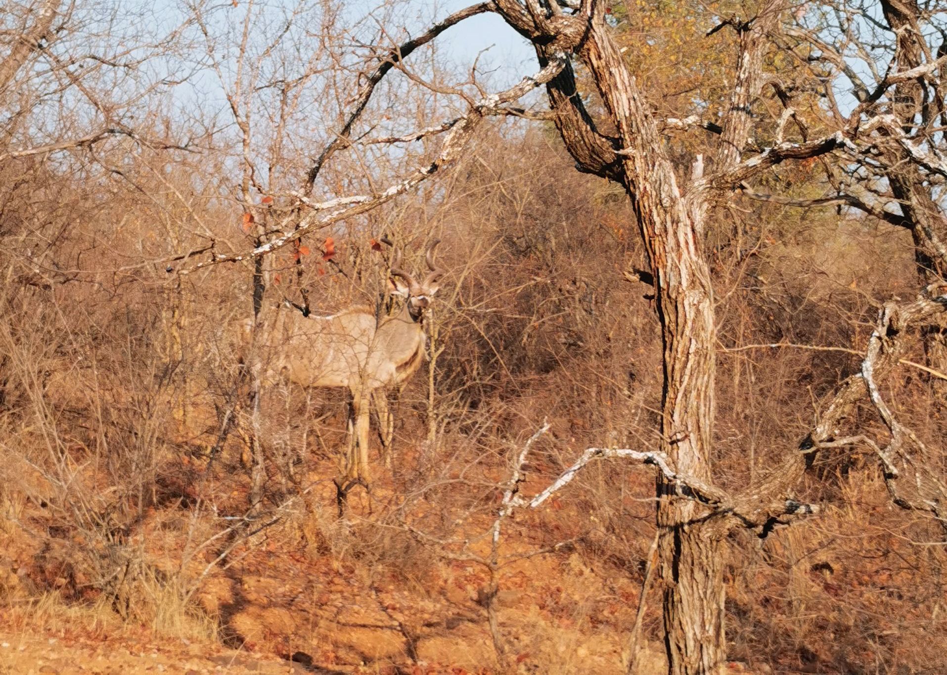 DIARY SOUTH AFRICA
