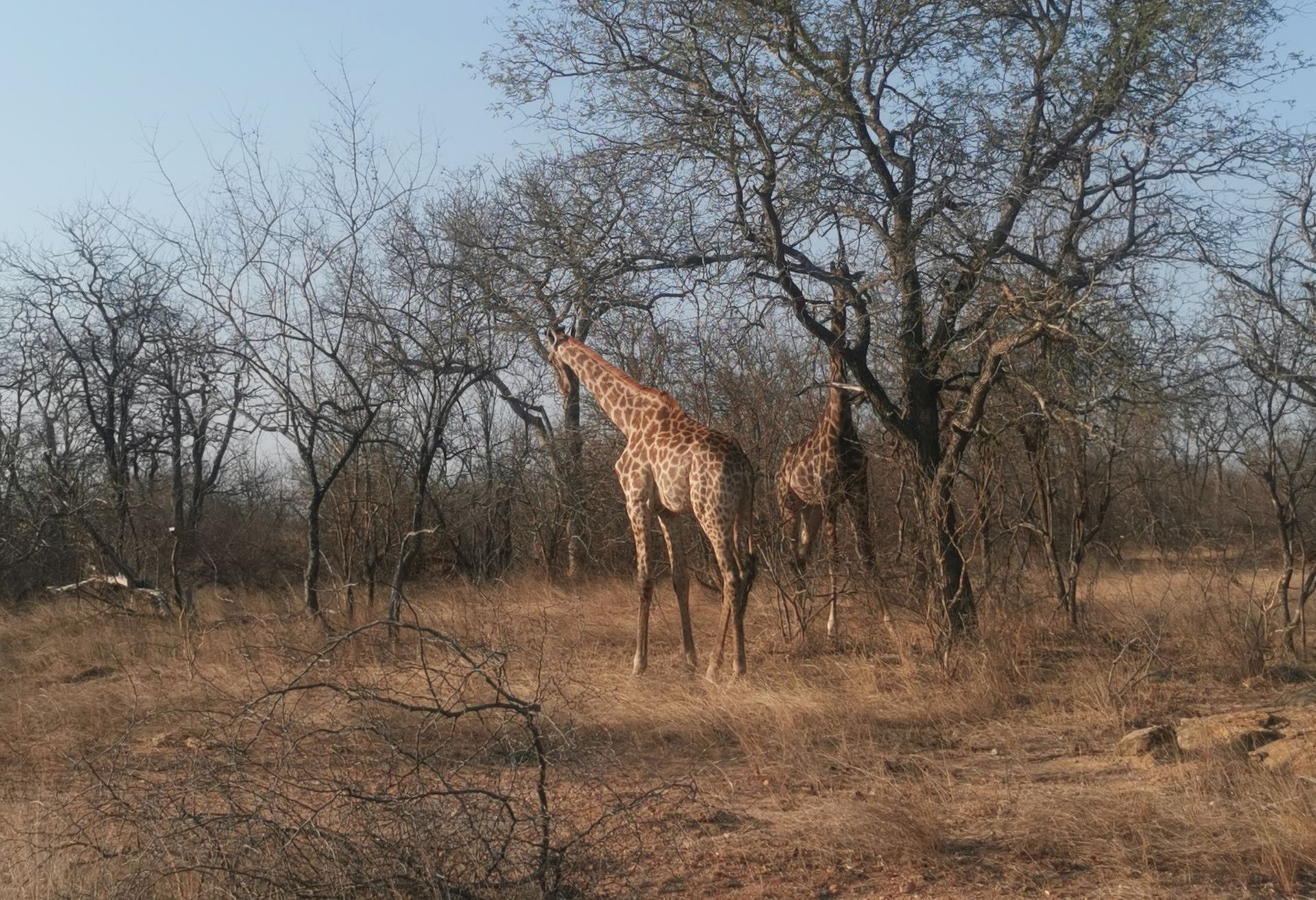 DIARY SOUTH AFRICA