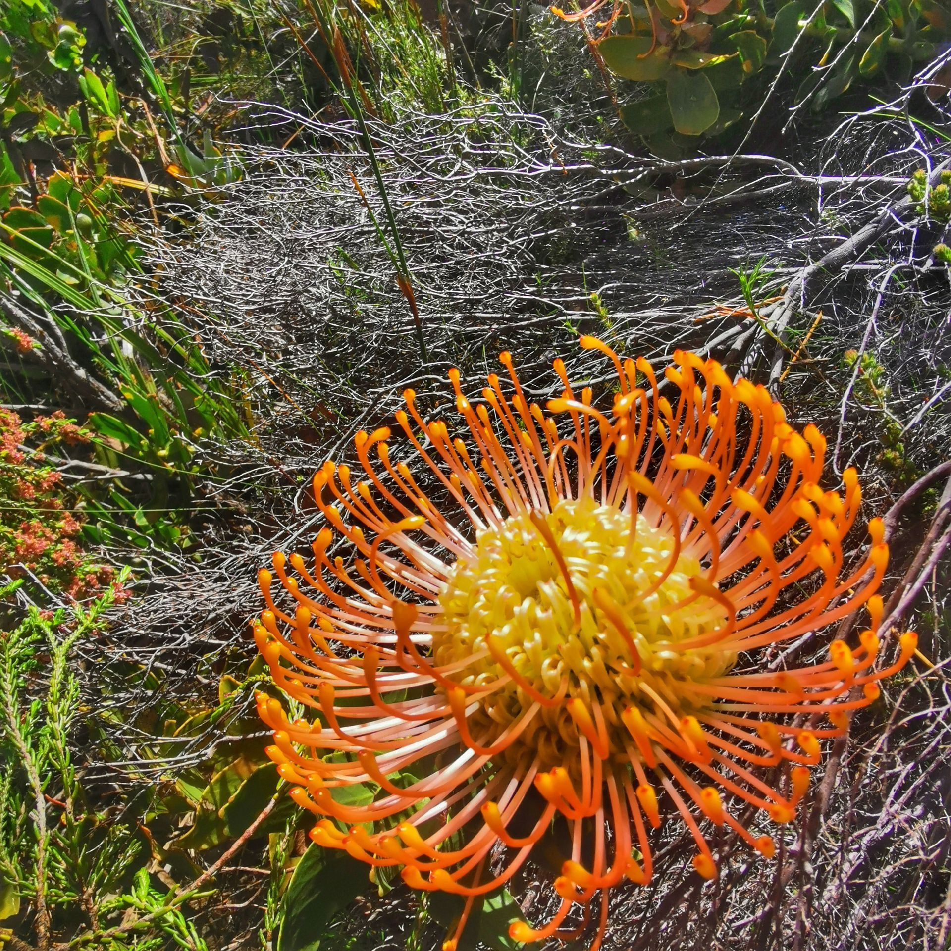 DIARY SOUTH AFRICA
