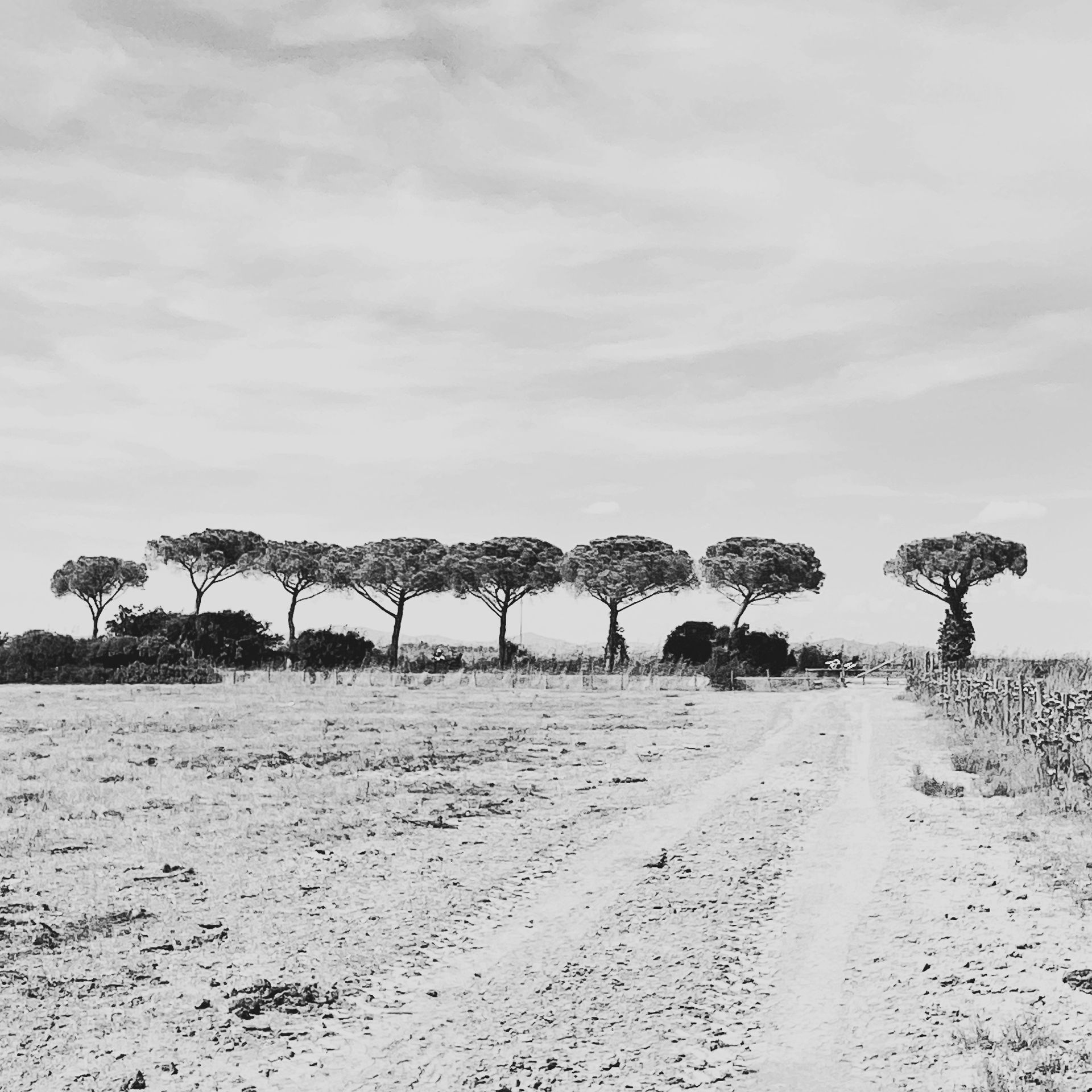 TUSCANY