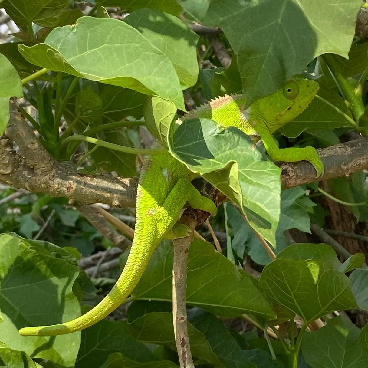 MADAGASKAR