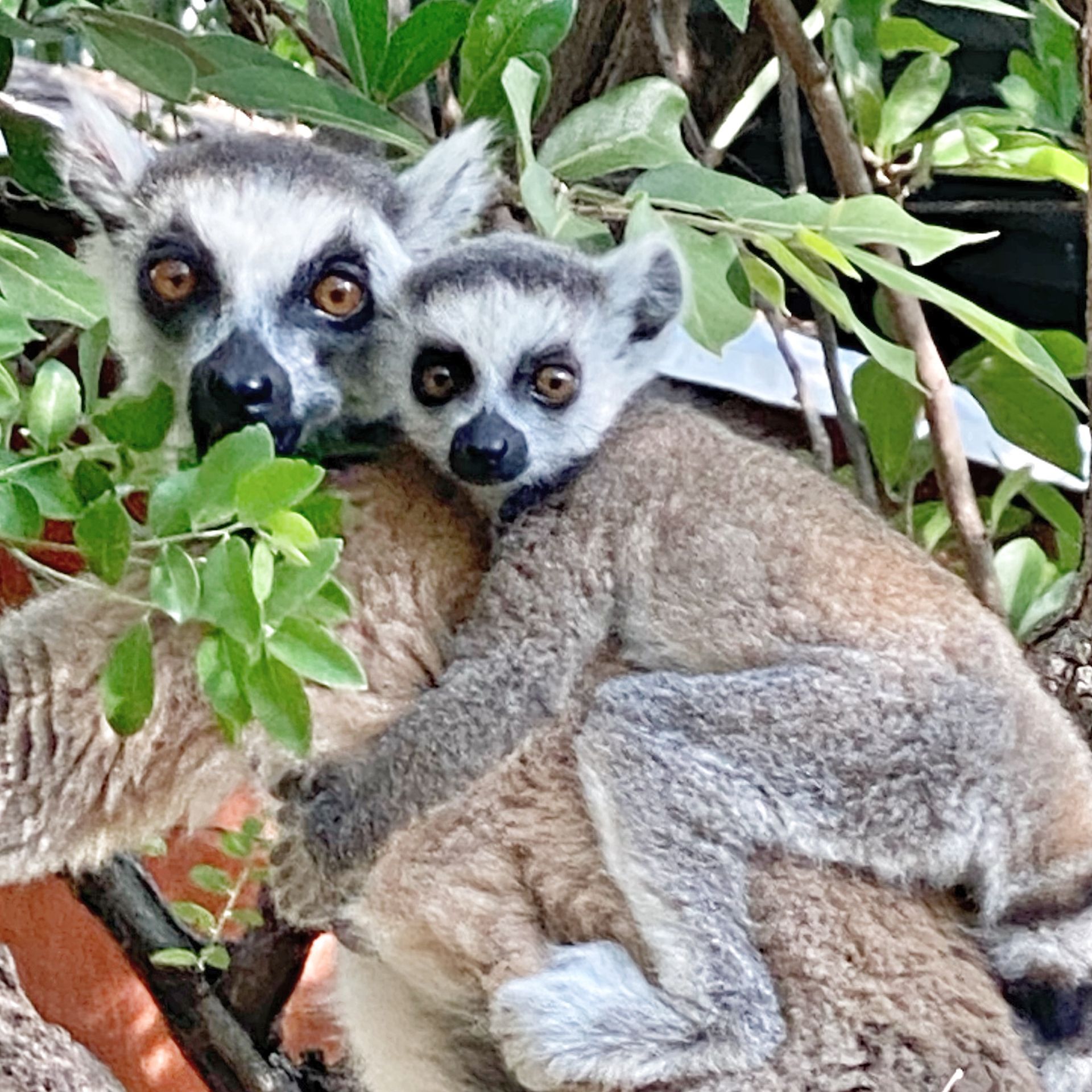 MADAGASKAR