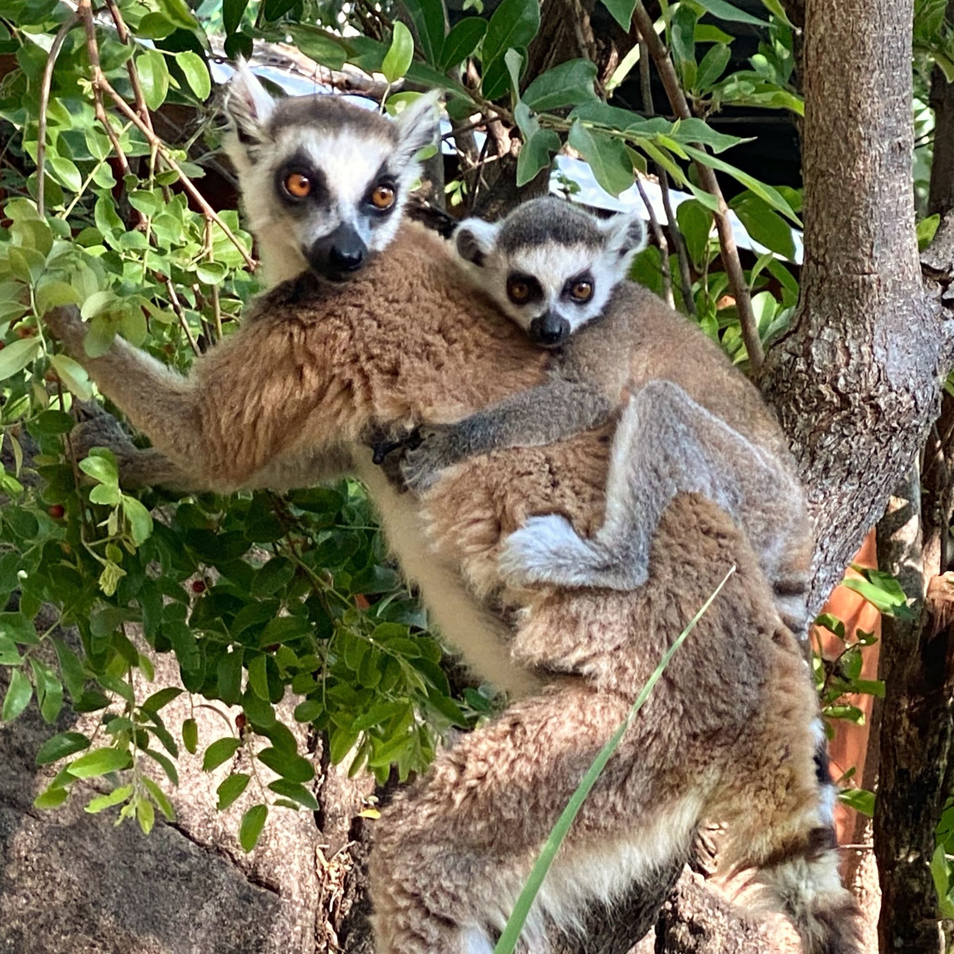 MADAGASKAR