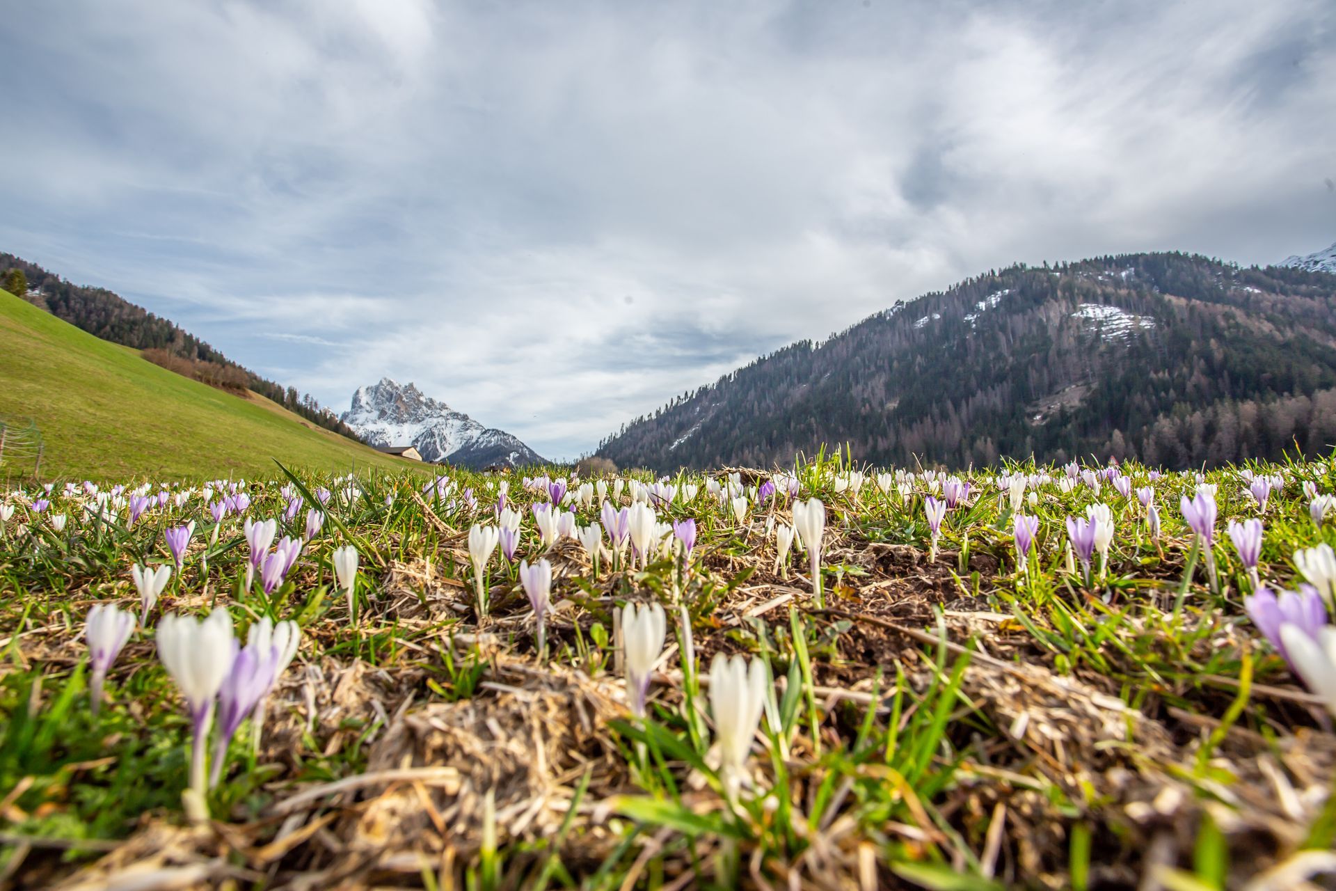 DOLOMITEN