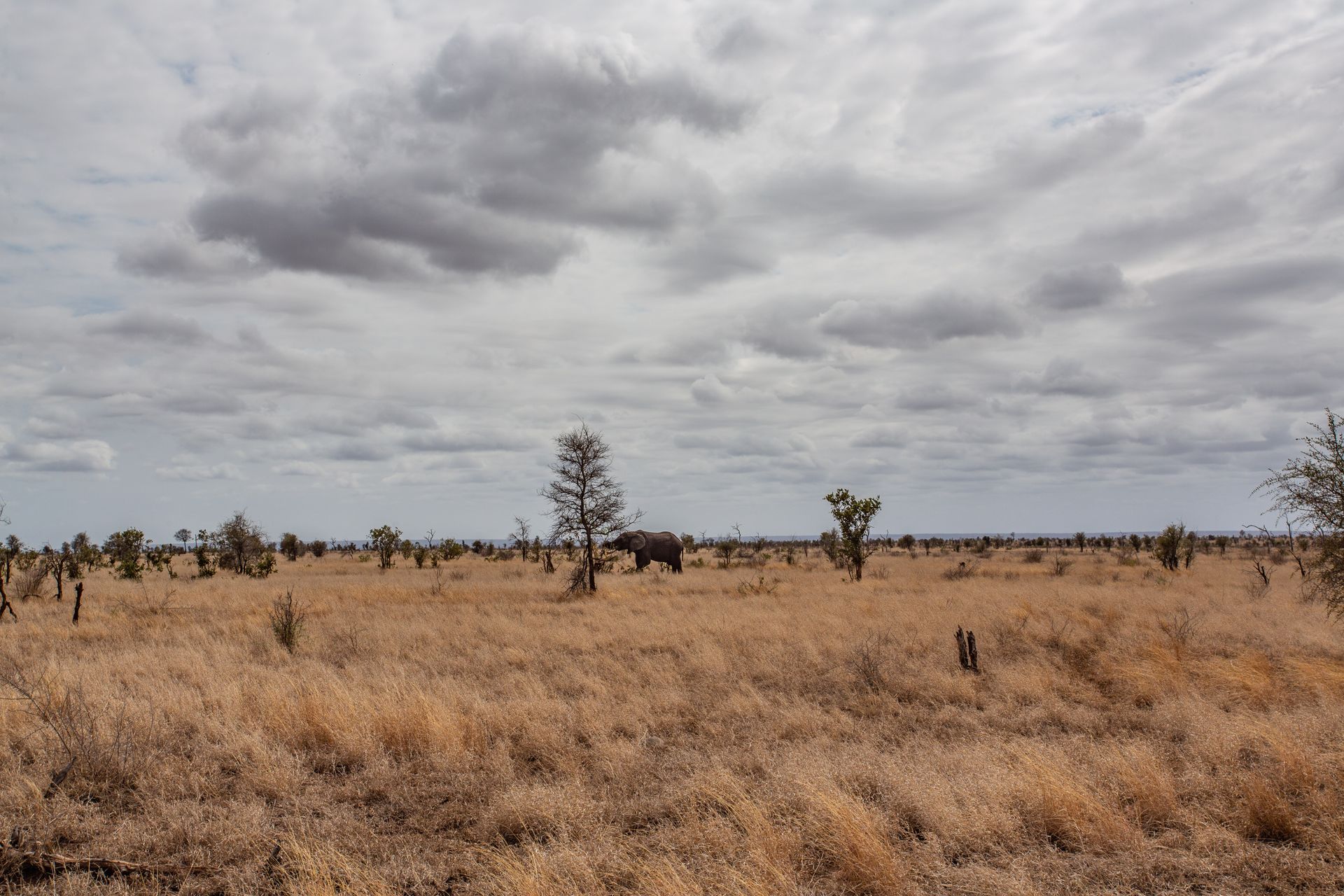 DIARY SOUTH AFRICA