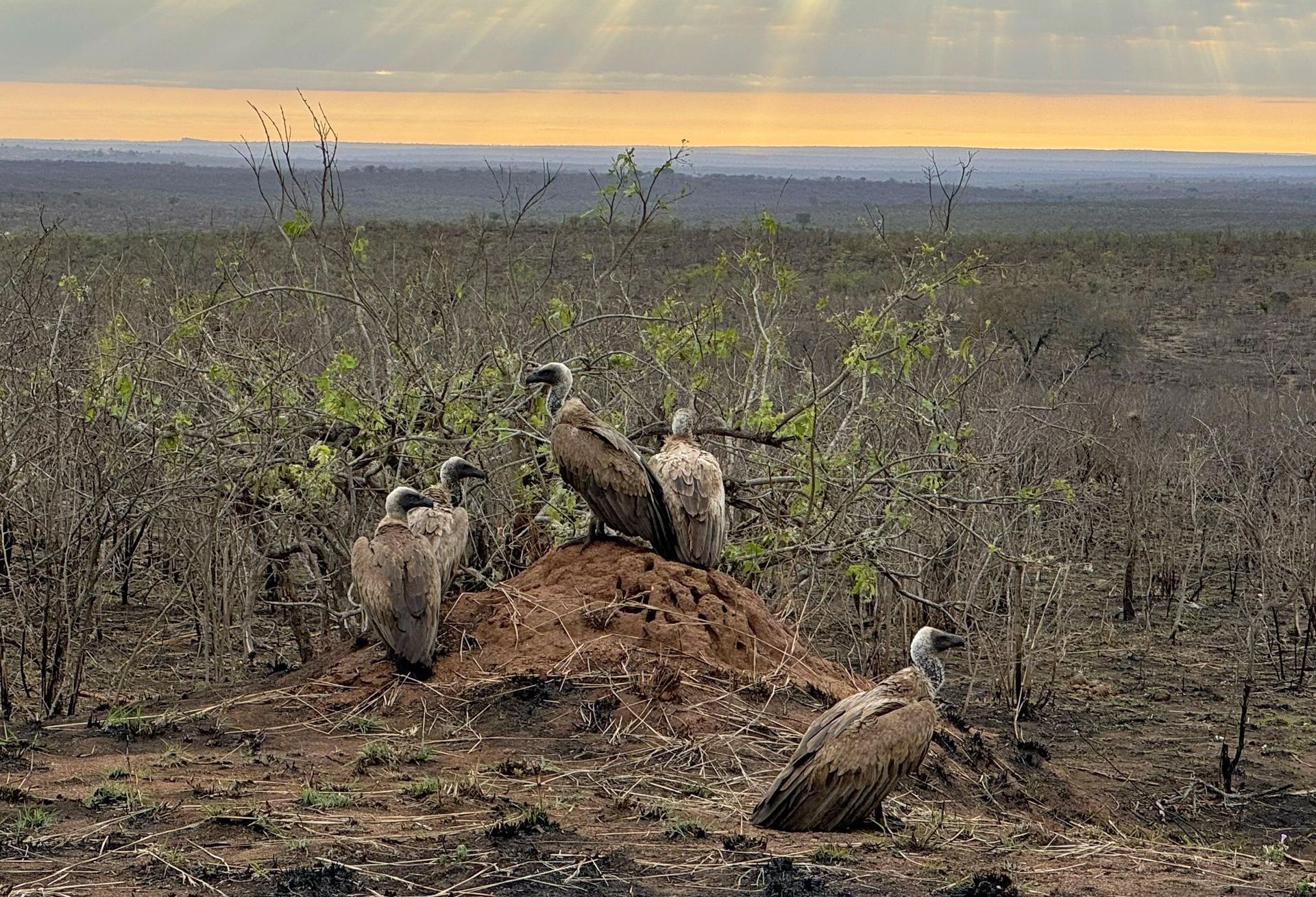 DIARY SOUTH AFRICA