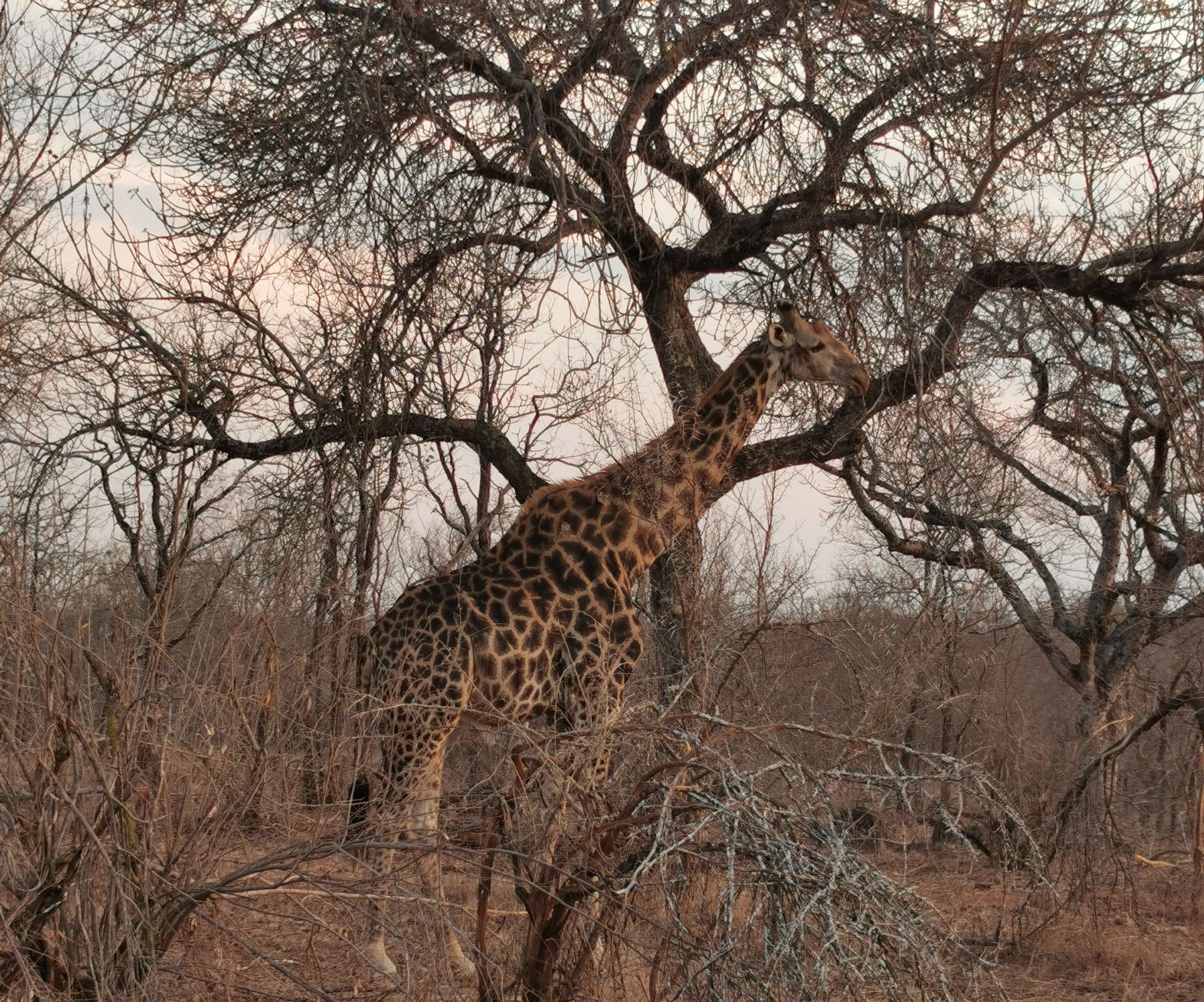 DIARY SOUTH AFRICA