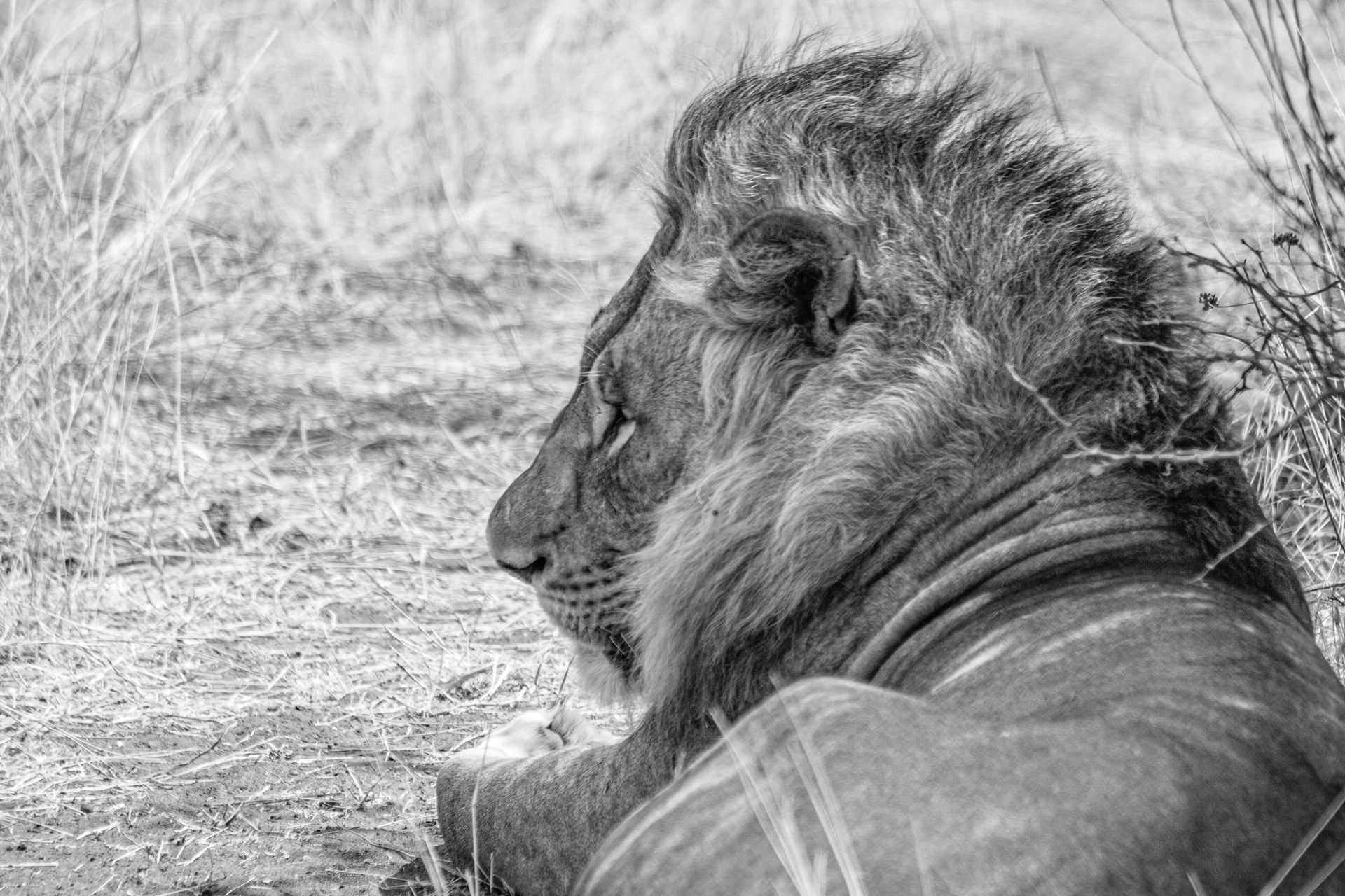 DIARY SOUTH AFRICA