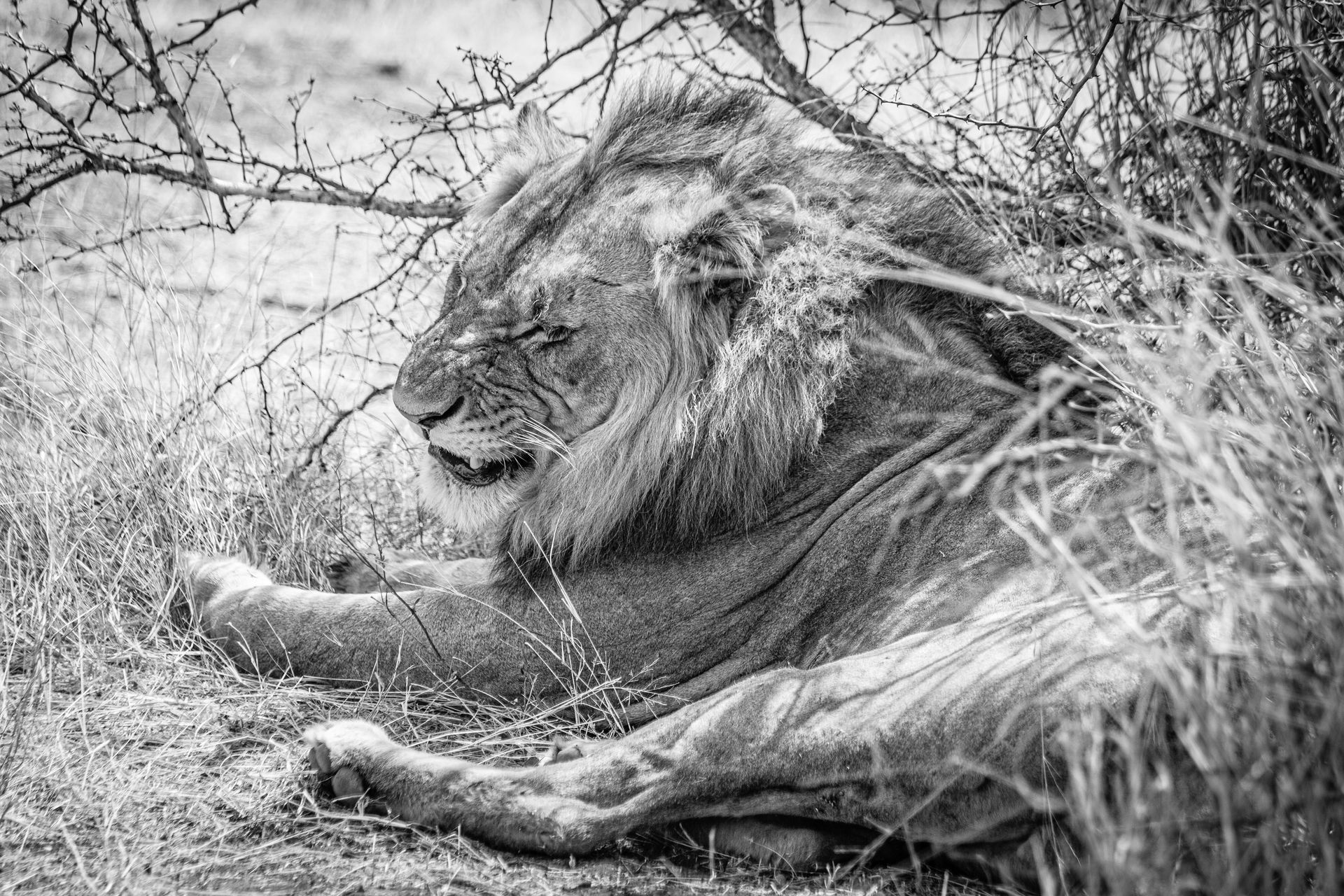 DIARY SOUTH AFRICA