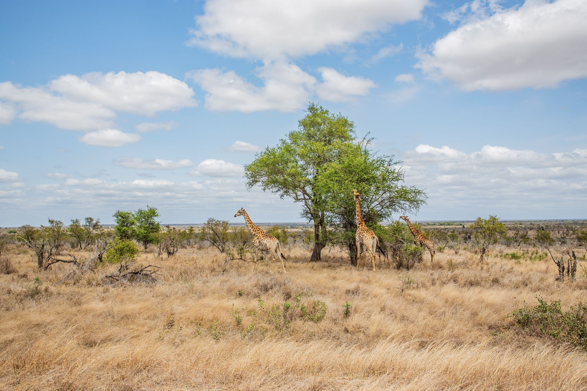 DIARY SOUTH AFRICA