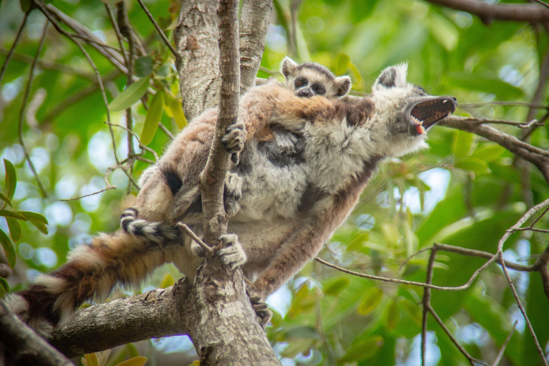 DIARY MADAGASKAR