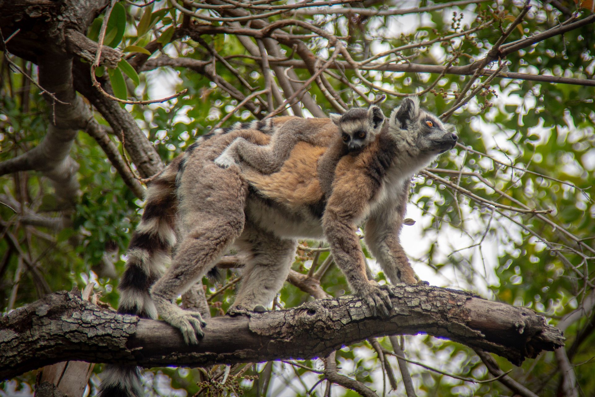 DIARY MADAGASKAR