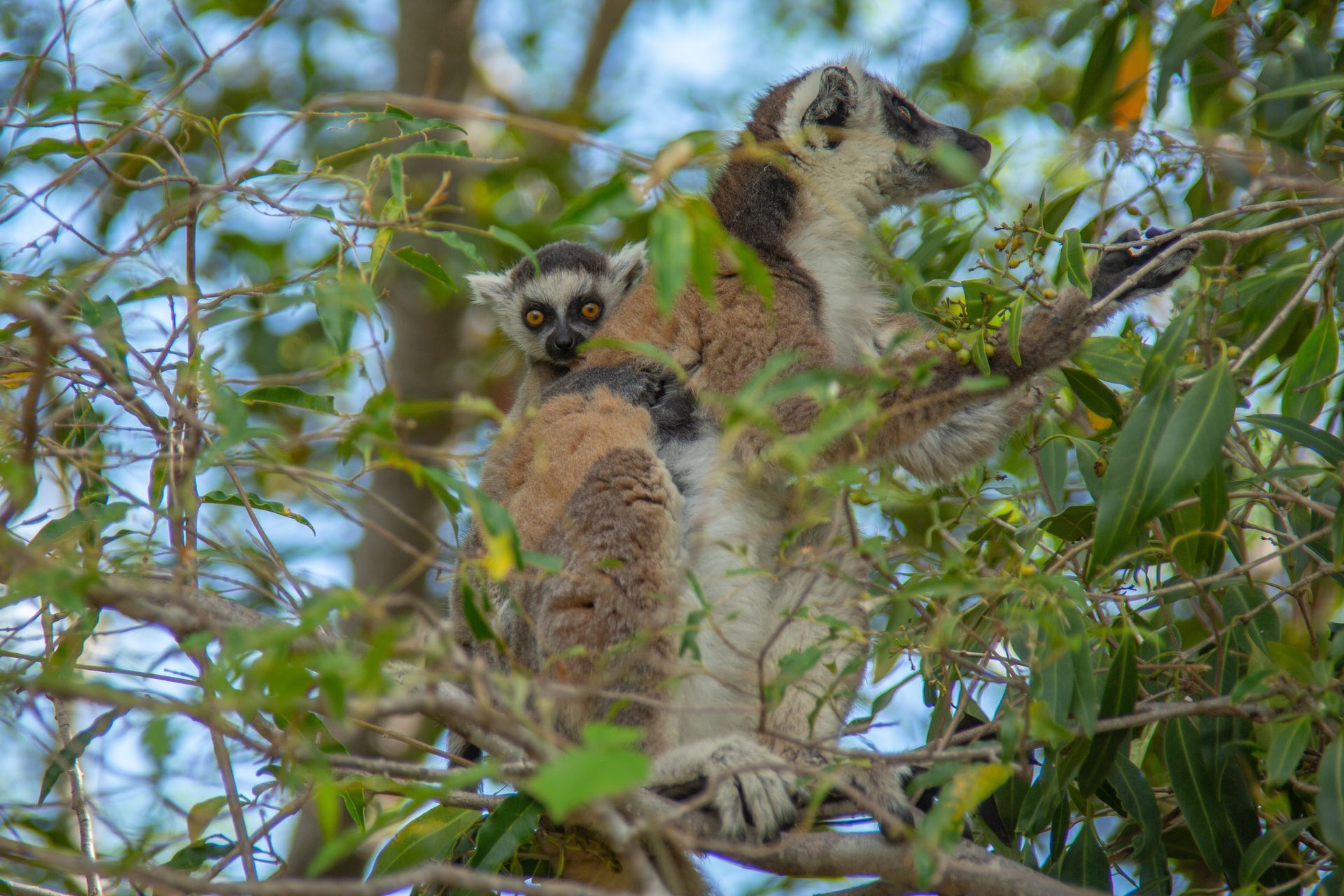 DIARY MADAGASKAR