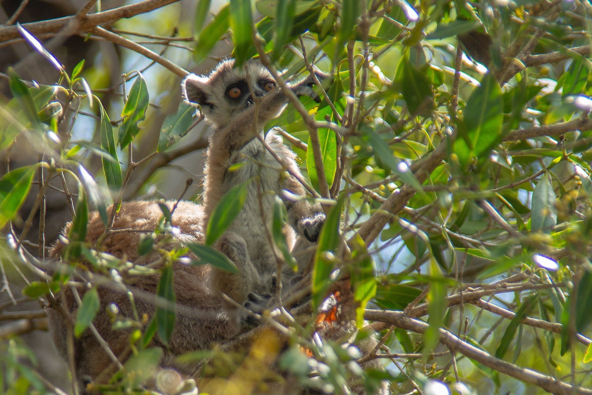 DIARY MADAGASKAR