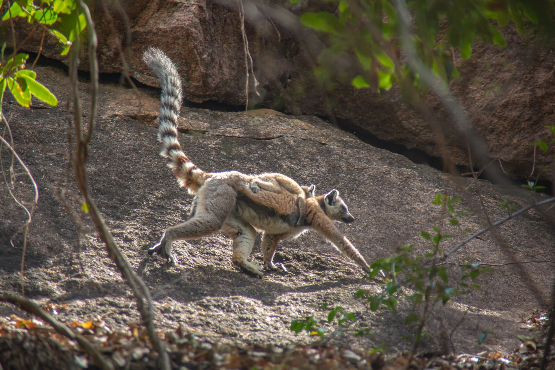 DIARY MADAGASKAR