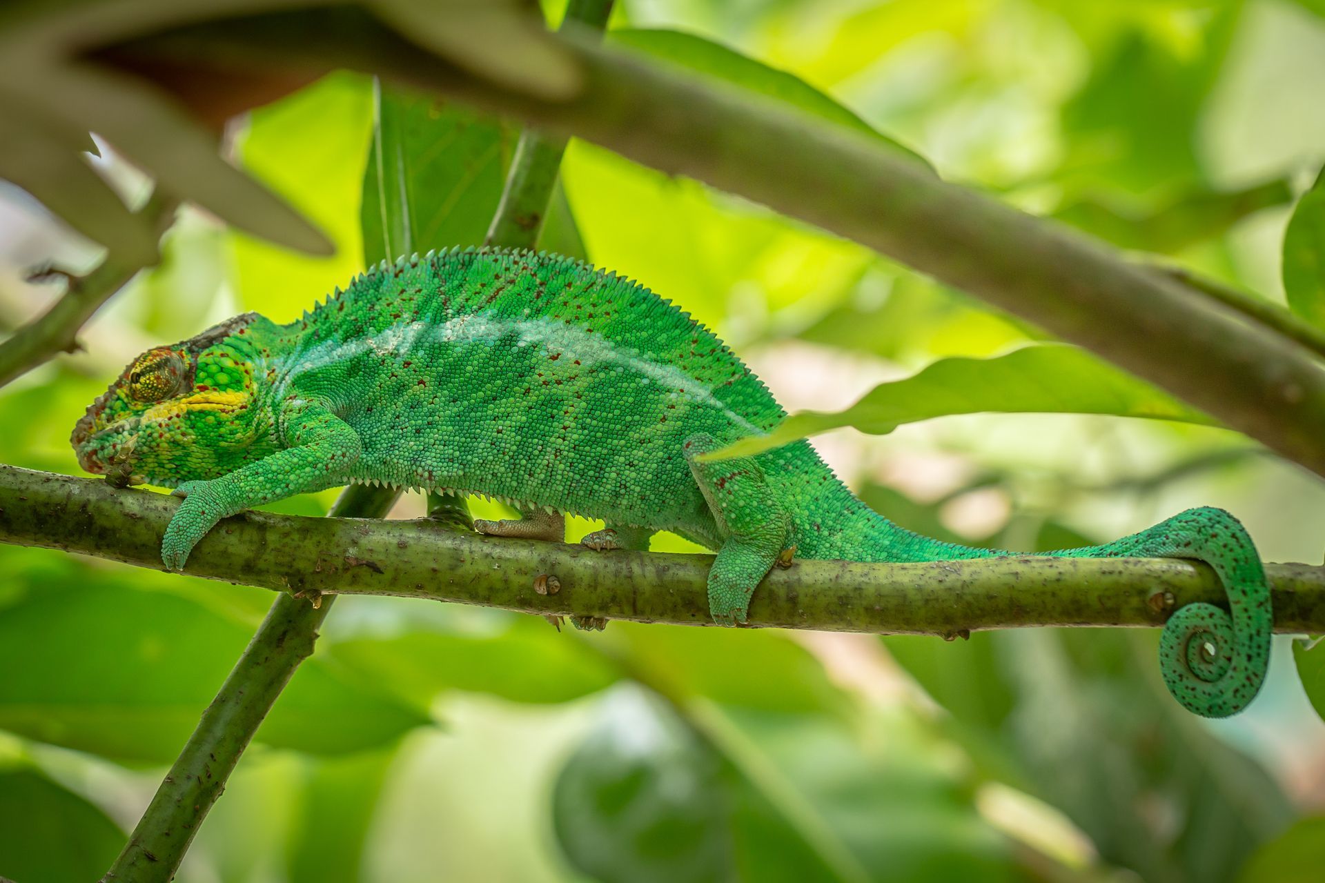 DIARY MADAGASKAR