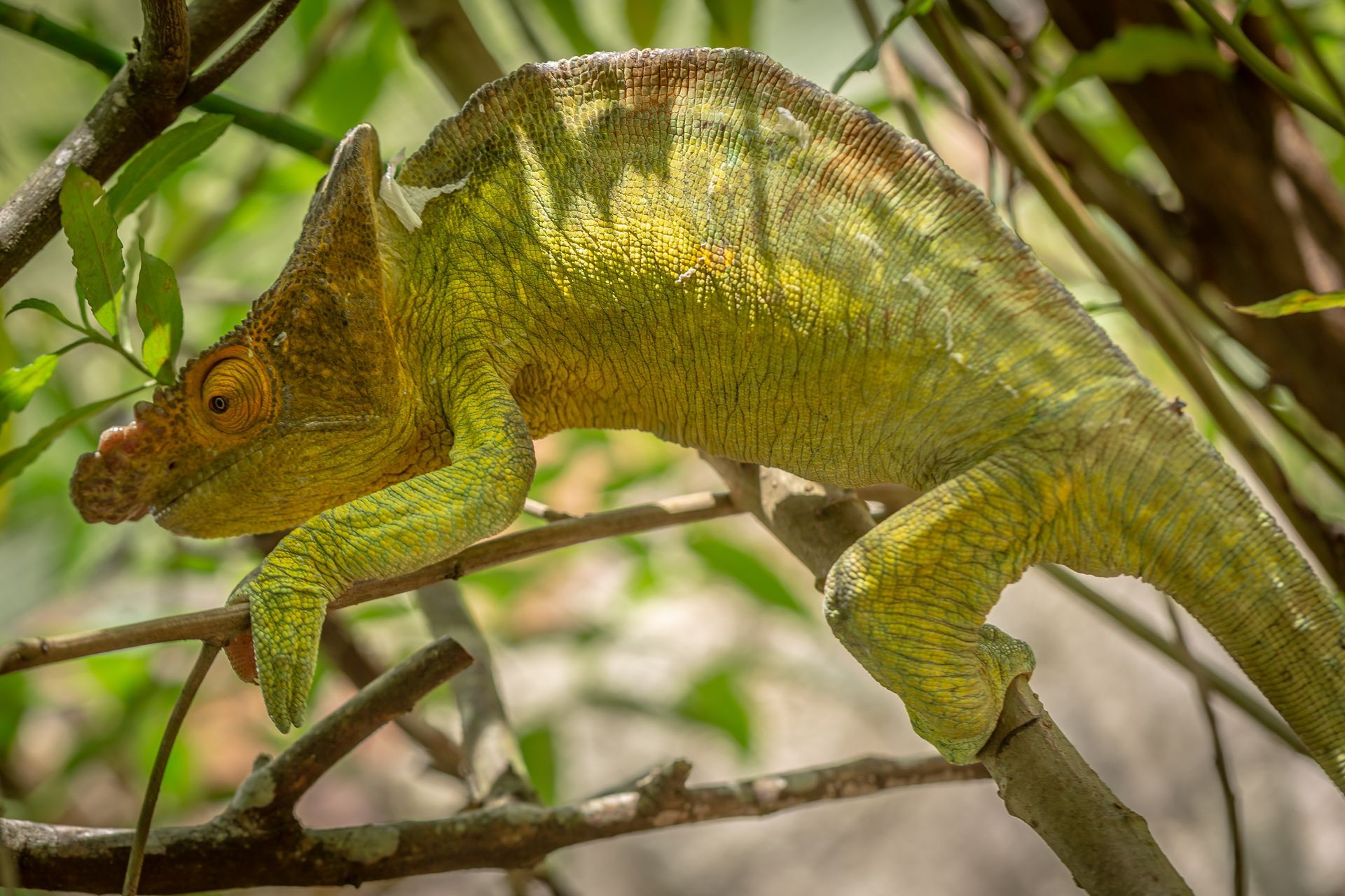 DIARY MADAGASKAR