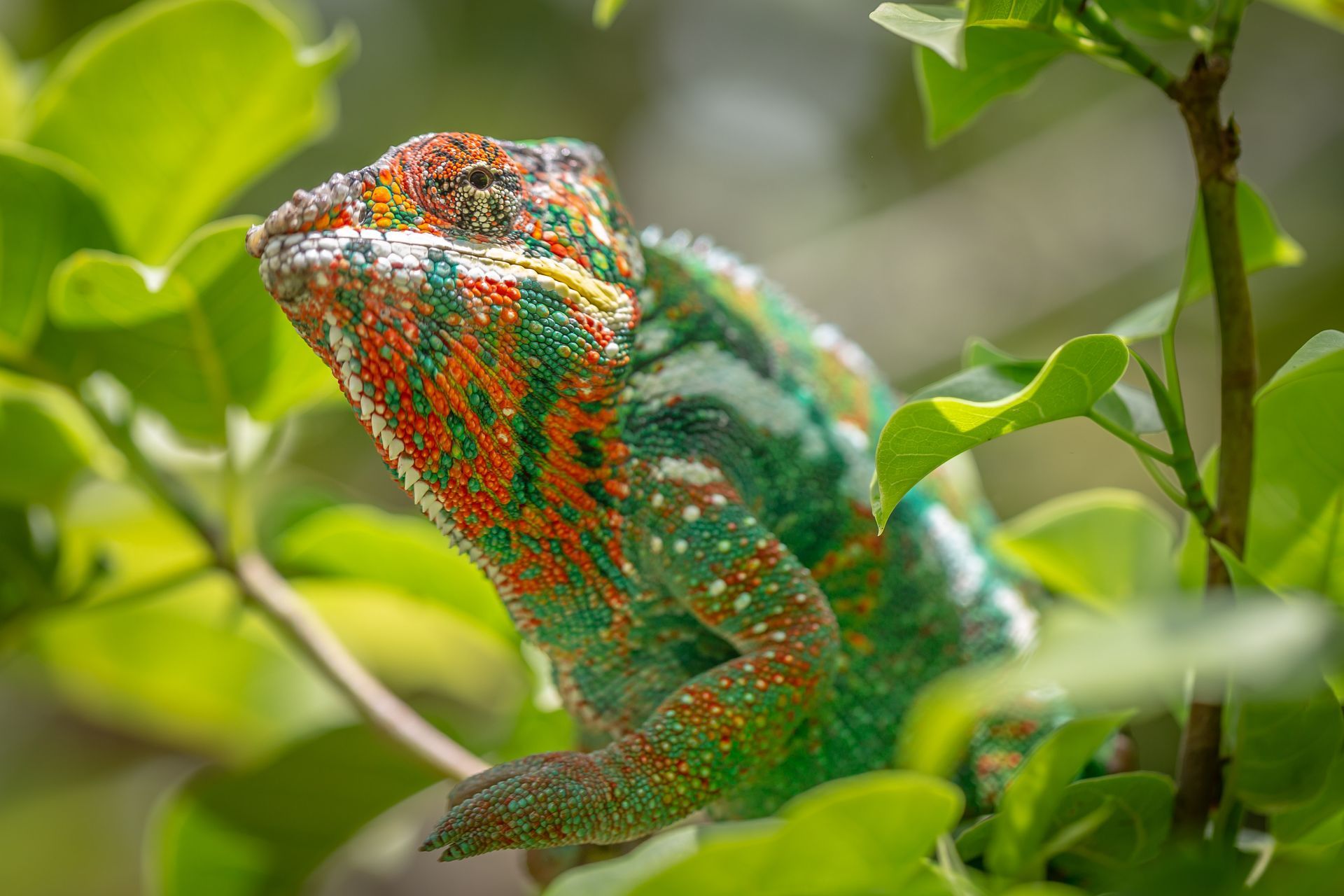 DIARY MADAGASKAR
