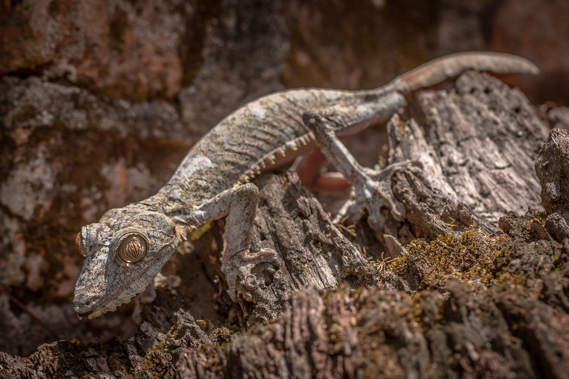DIARY MADAGASKAR