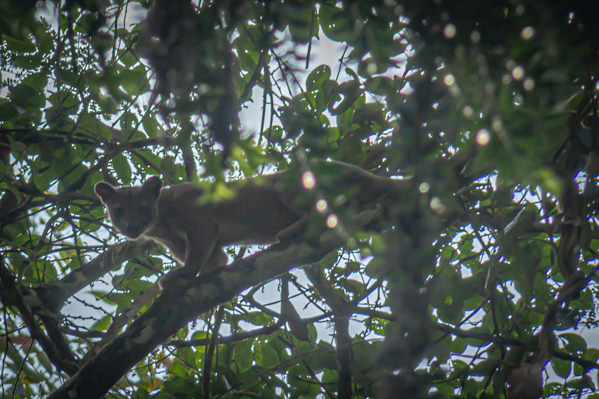DIARY MADAGASKAR