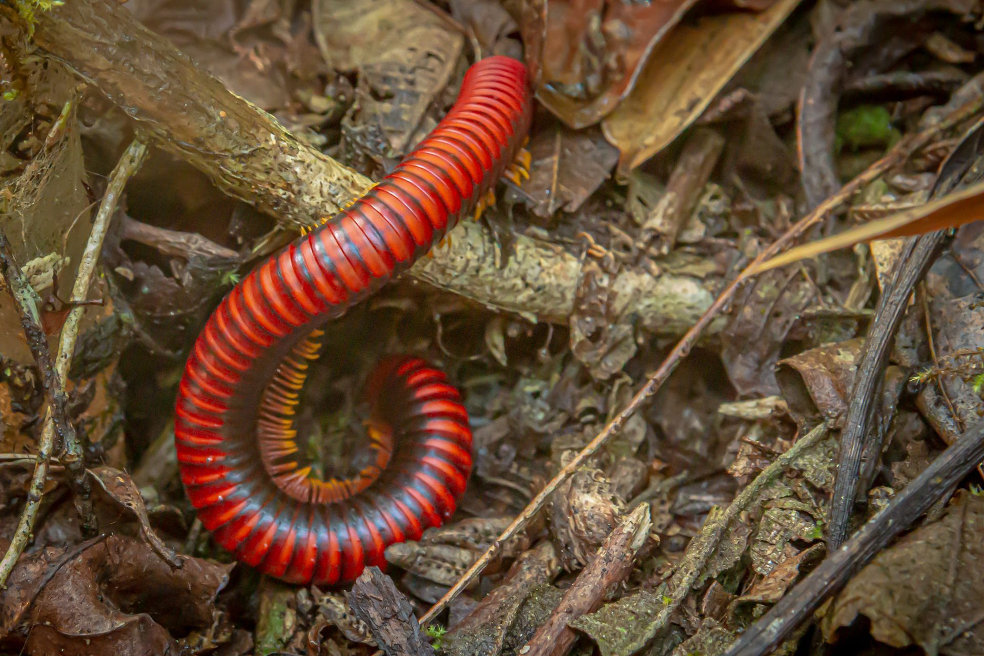 DIARY MADAGASKAR