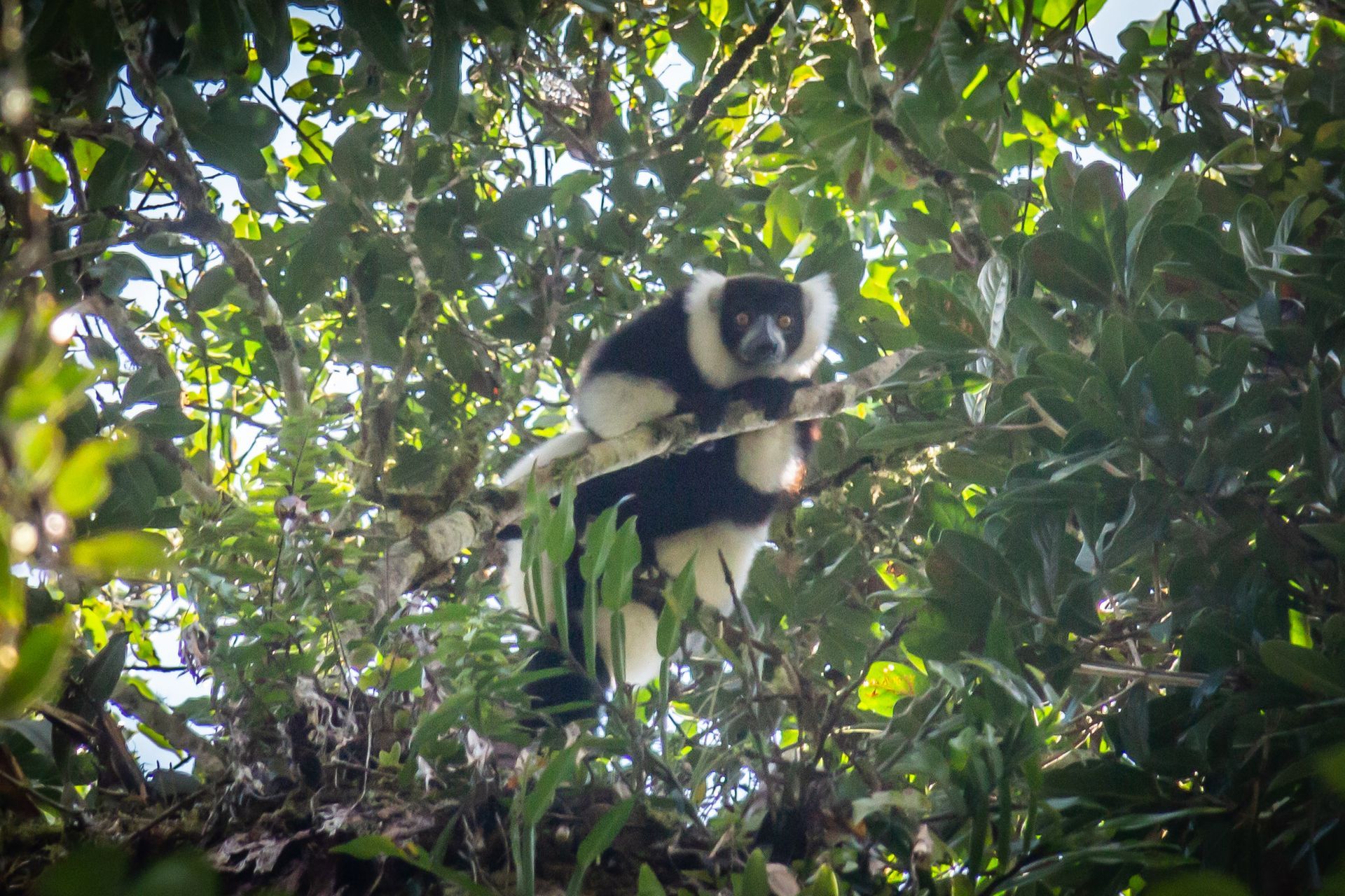 DIARY MADAGASKAR