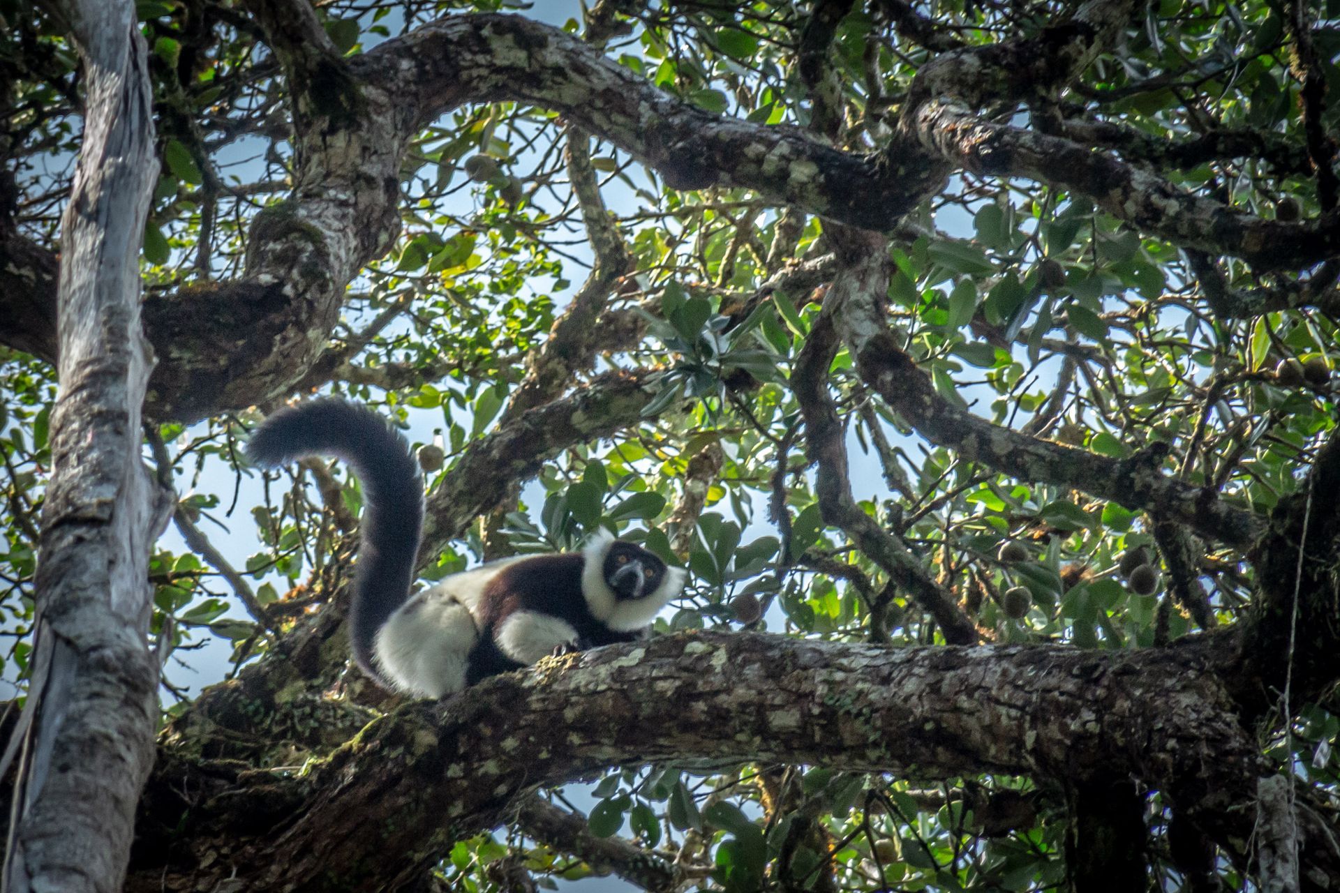 DIARY MADAGASKAR