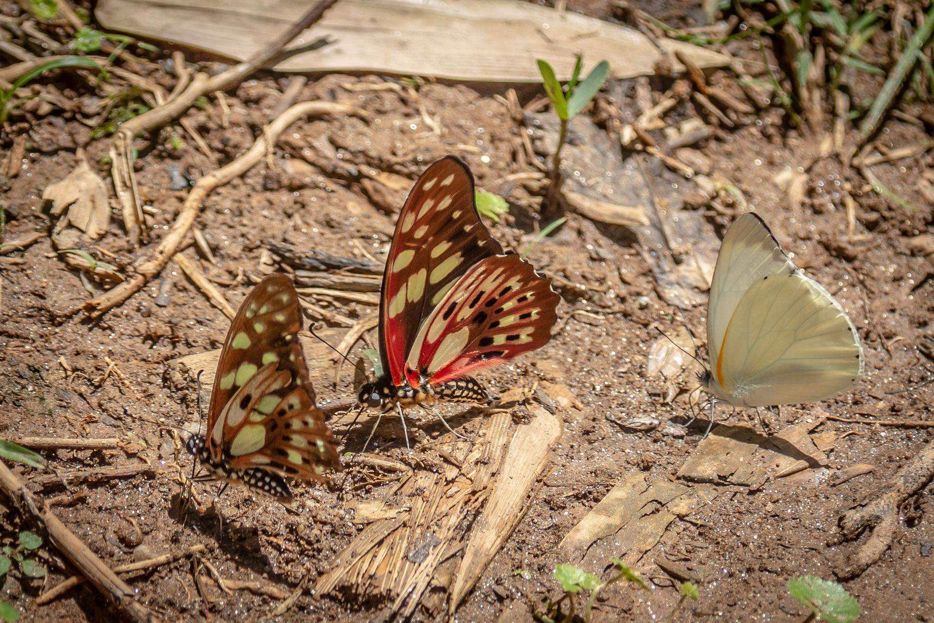 DIARY MADAGASKAR