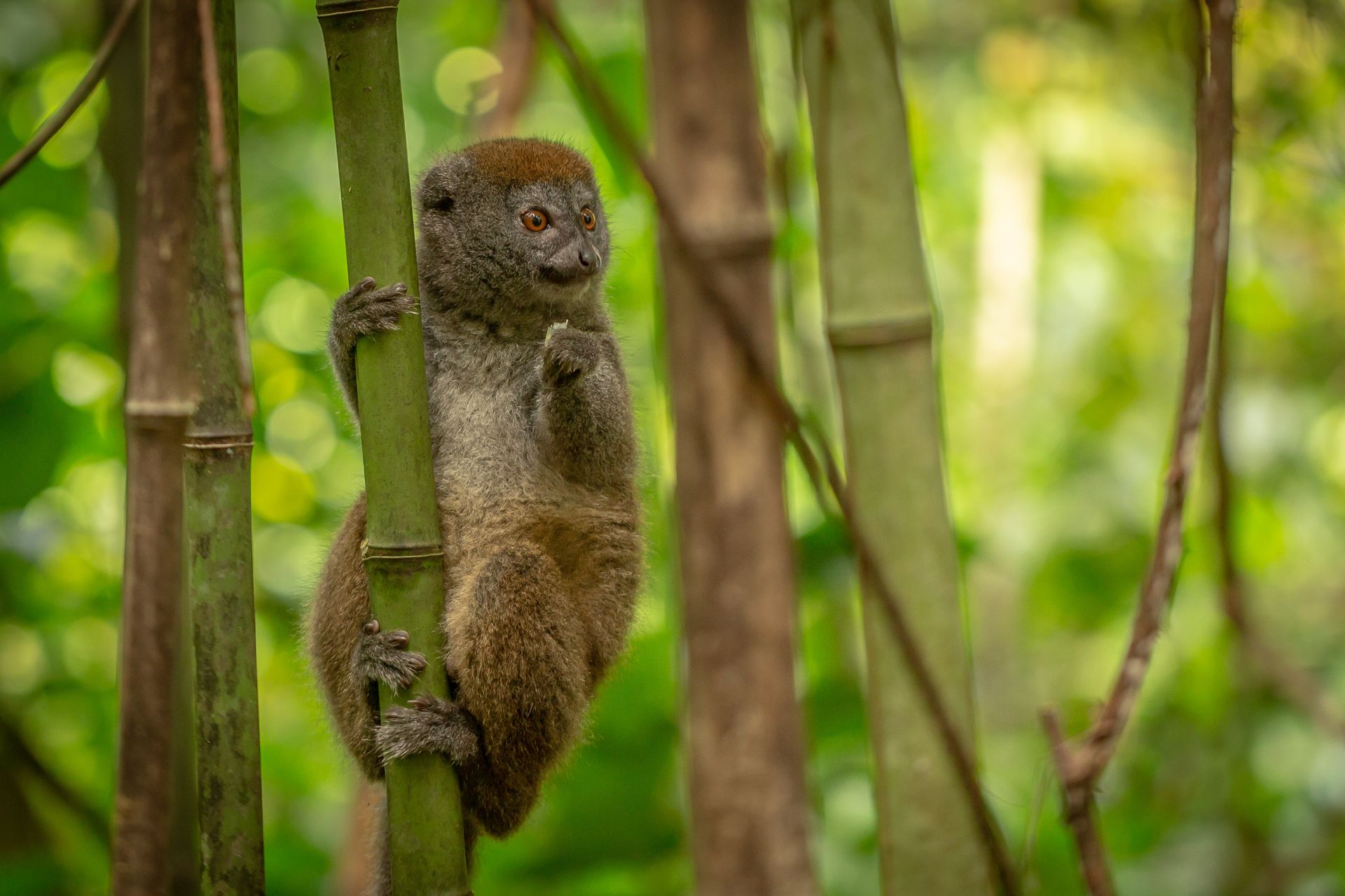 DIARY MADAGASKAR