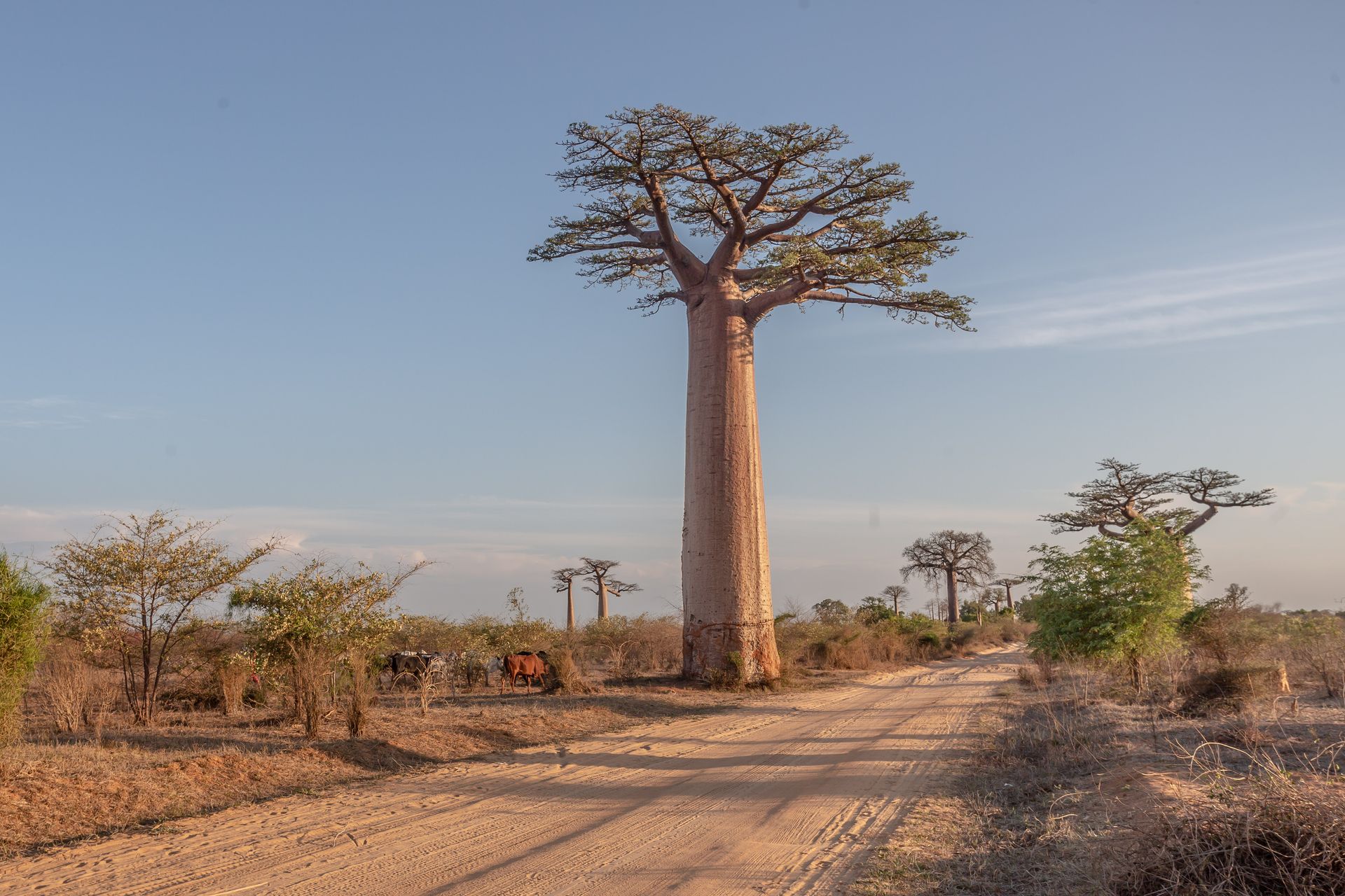 DIARY MADAGASKAR