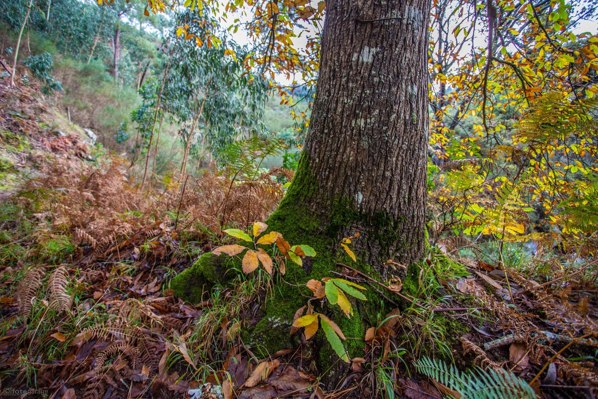 WOOD