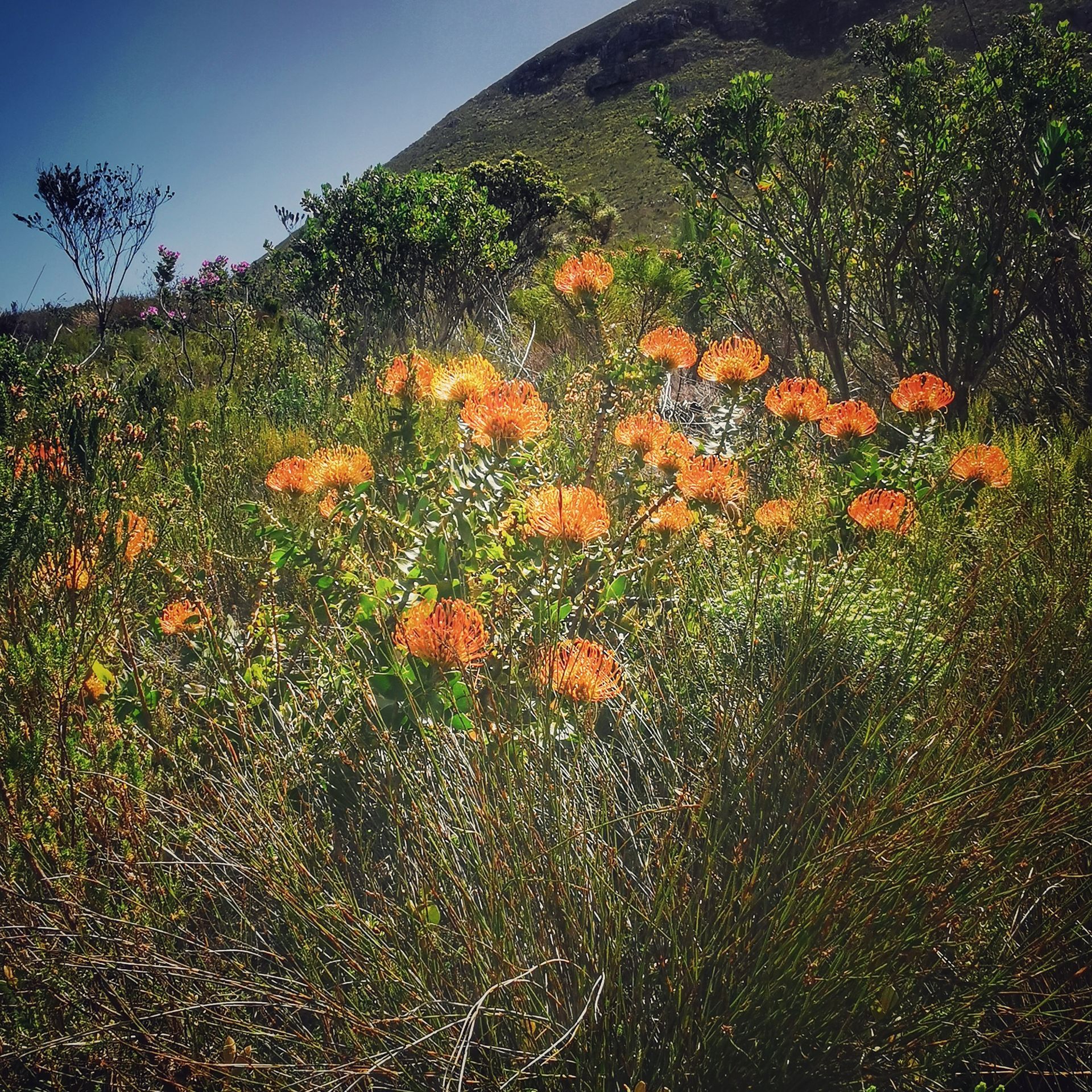 DIARY SOUTH AFRICA