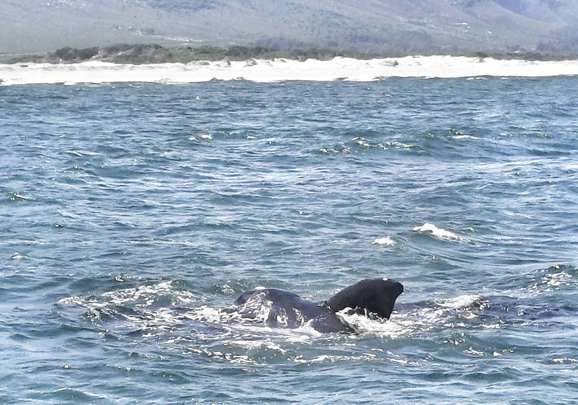 DIARY SOUTH AFRICA
