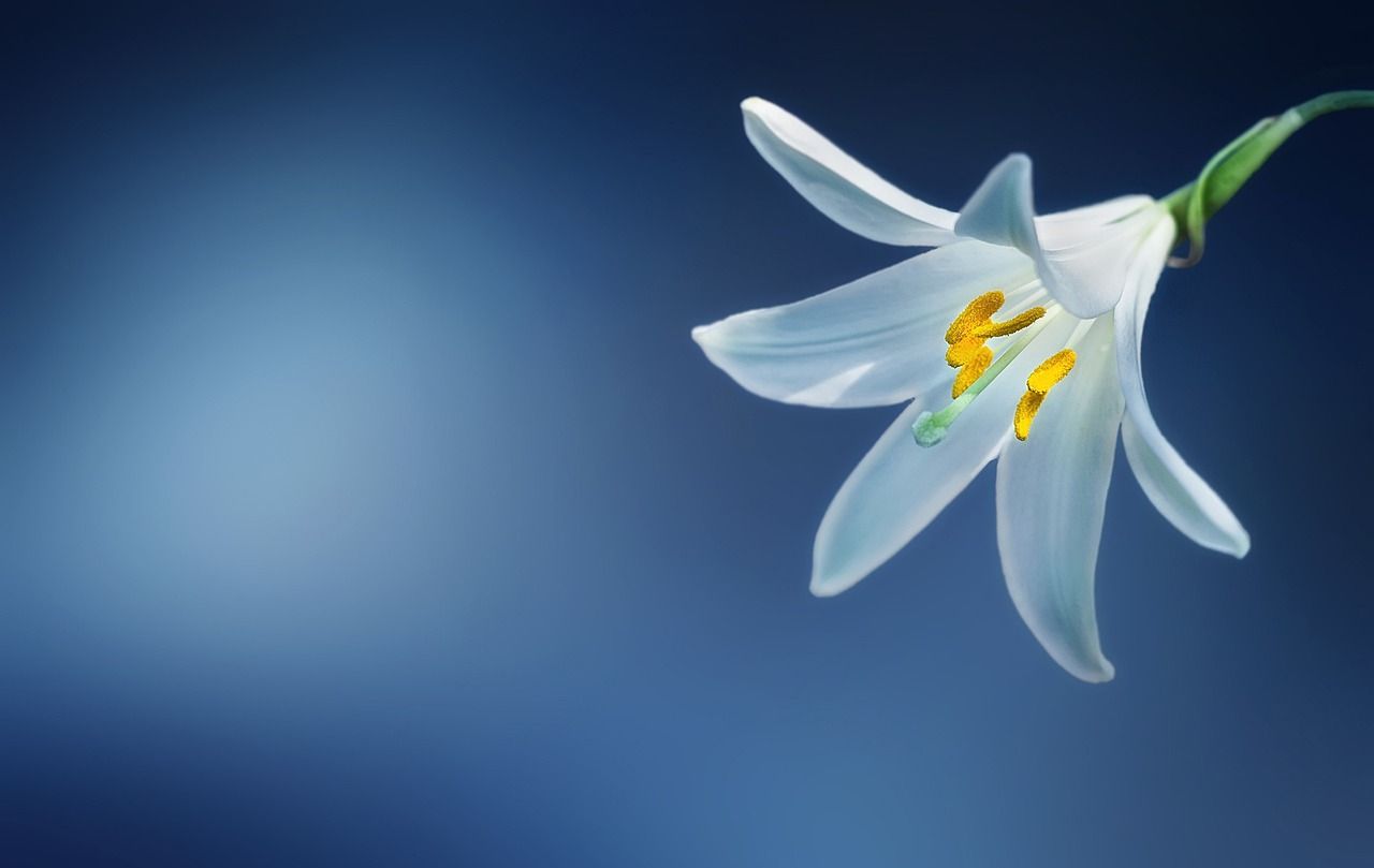 A white flower with a yellow center on a blue background