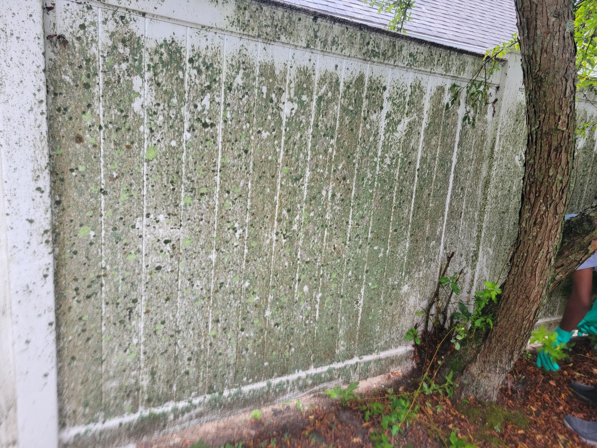 White fence covered in green algae, next to a tree.