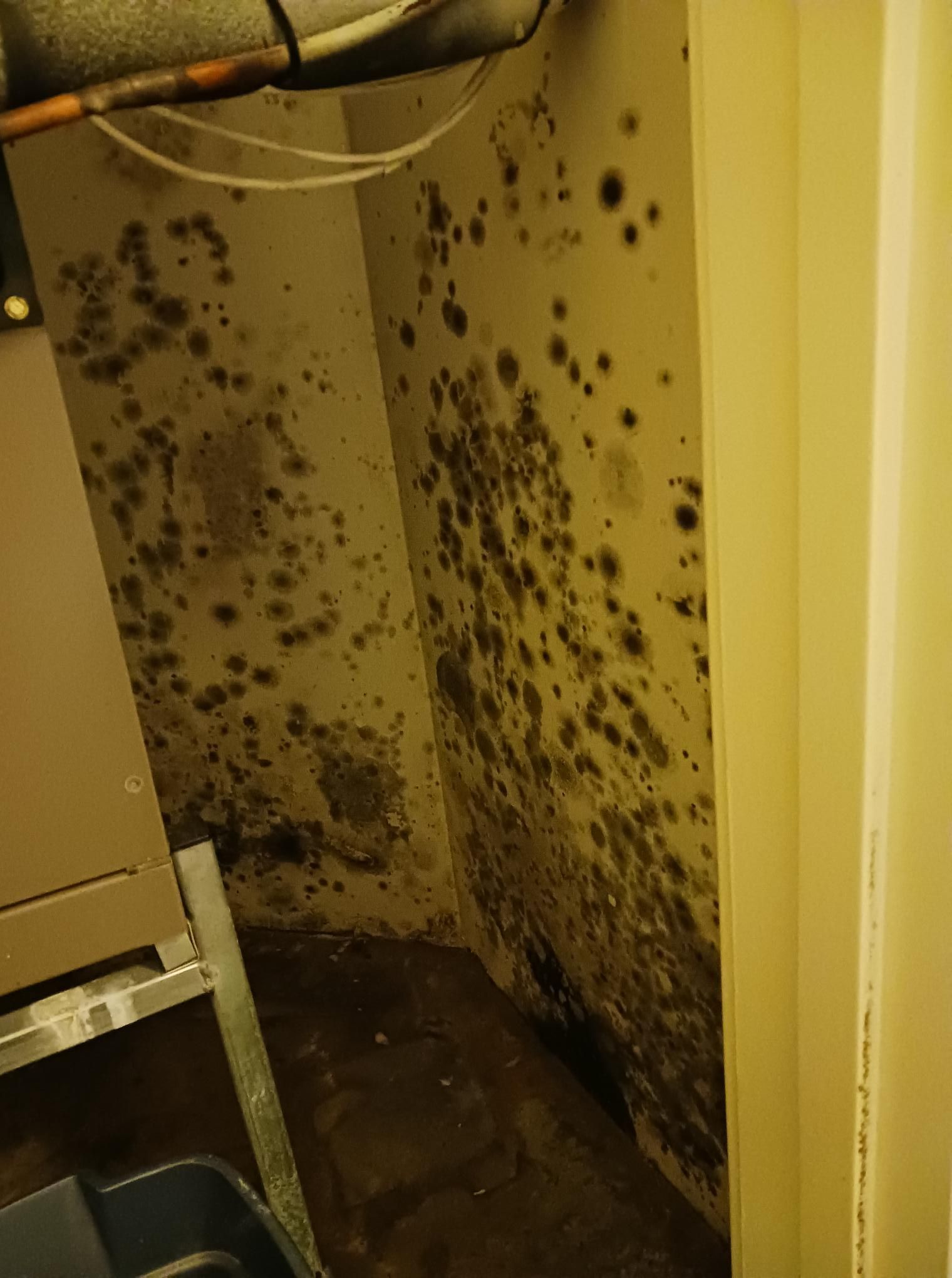 Mold growth on walls in a corner of a room, appearing black and brown against off-white walls.