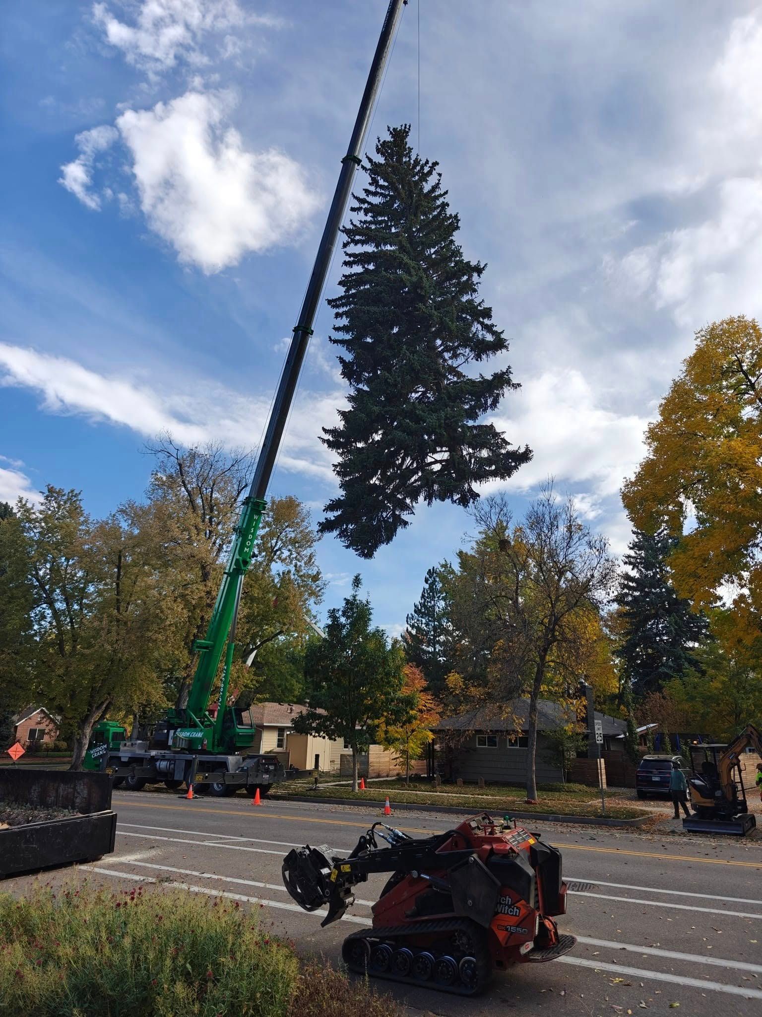 A large christmas tree is being lifted by a crane.