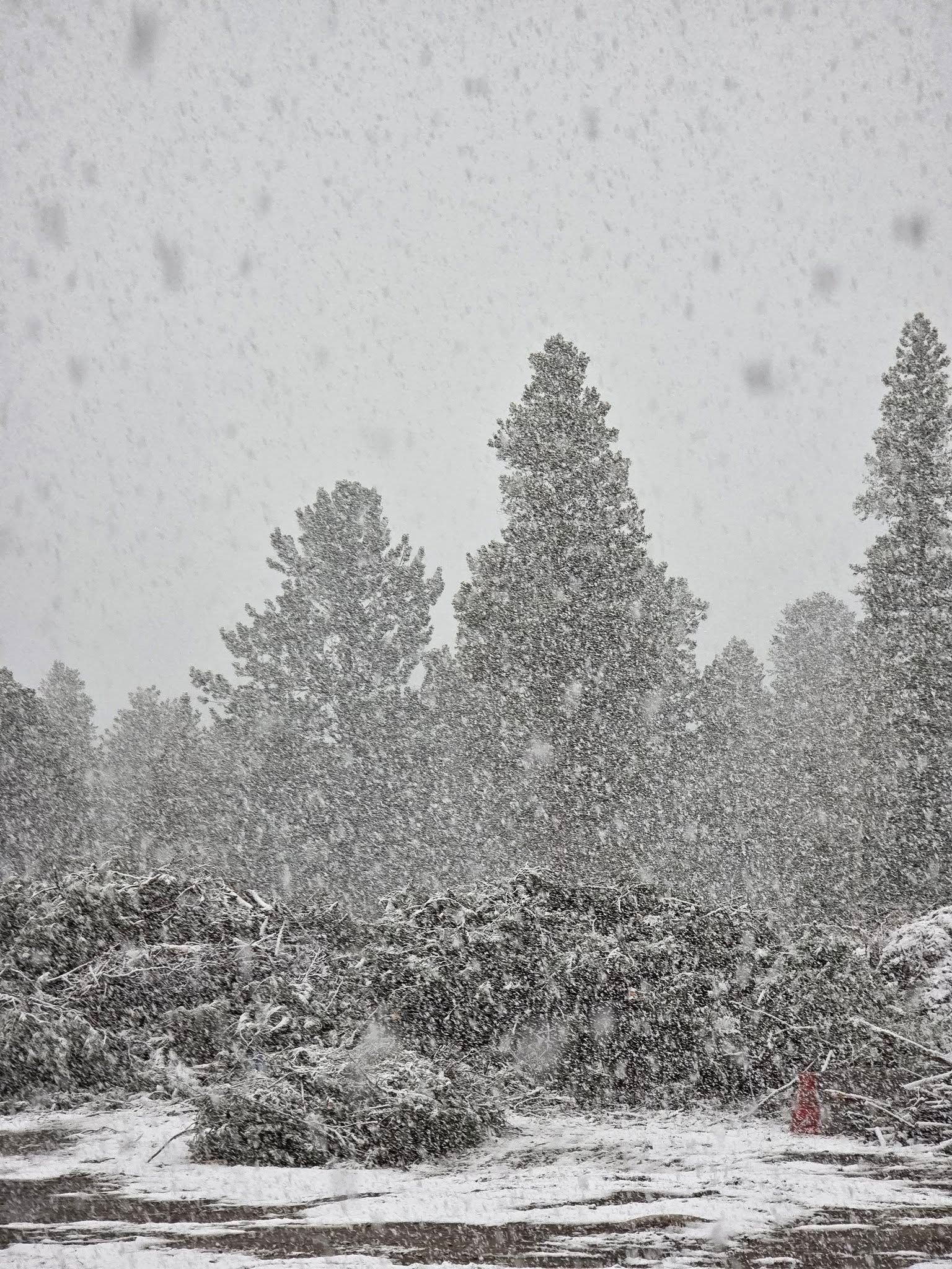 A snowy forest with trees covered in snow