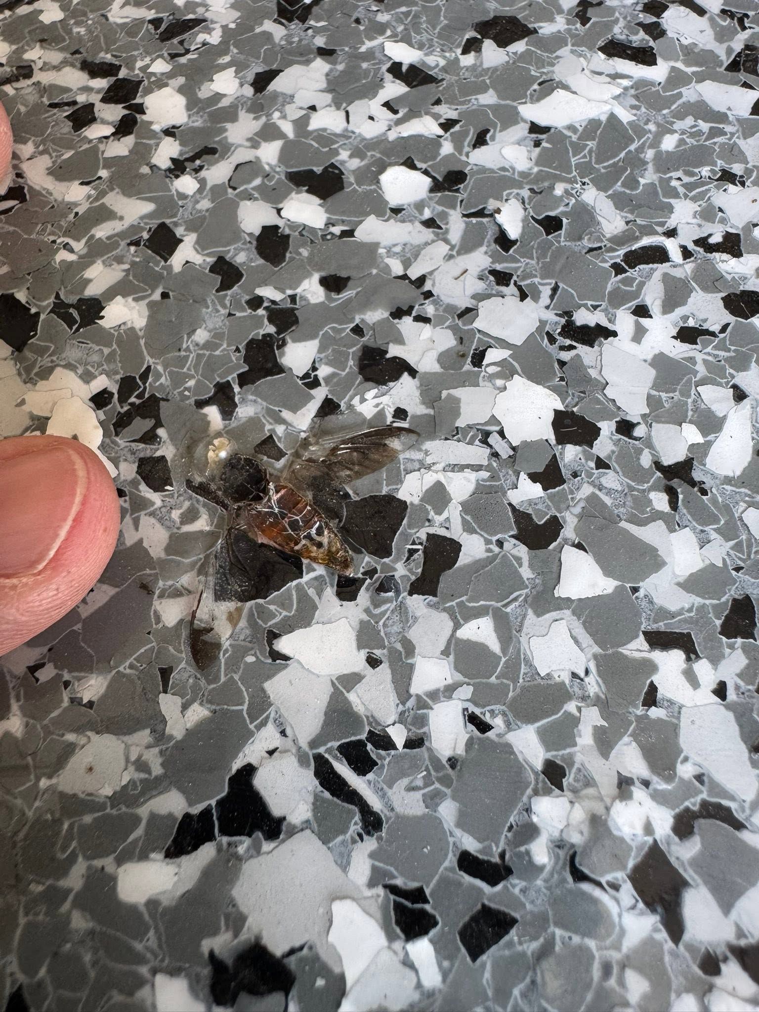 Small moth on a speckled gray floor beside a fingertip