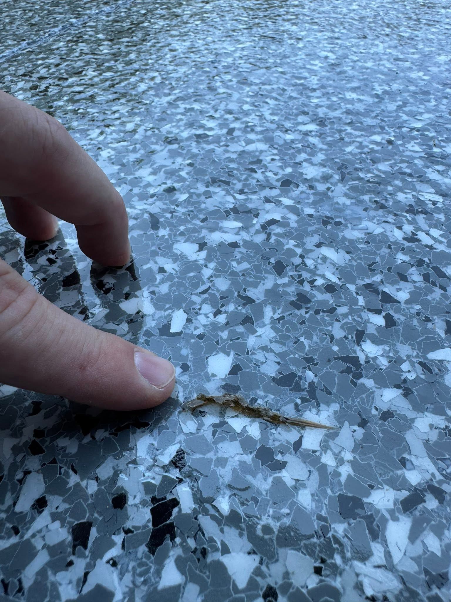 Finger touching a tiny lizard on a speckled blue-gray surface