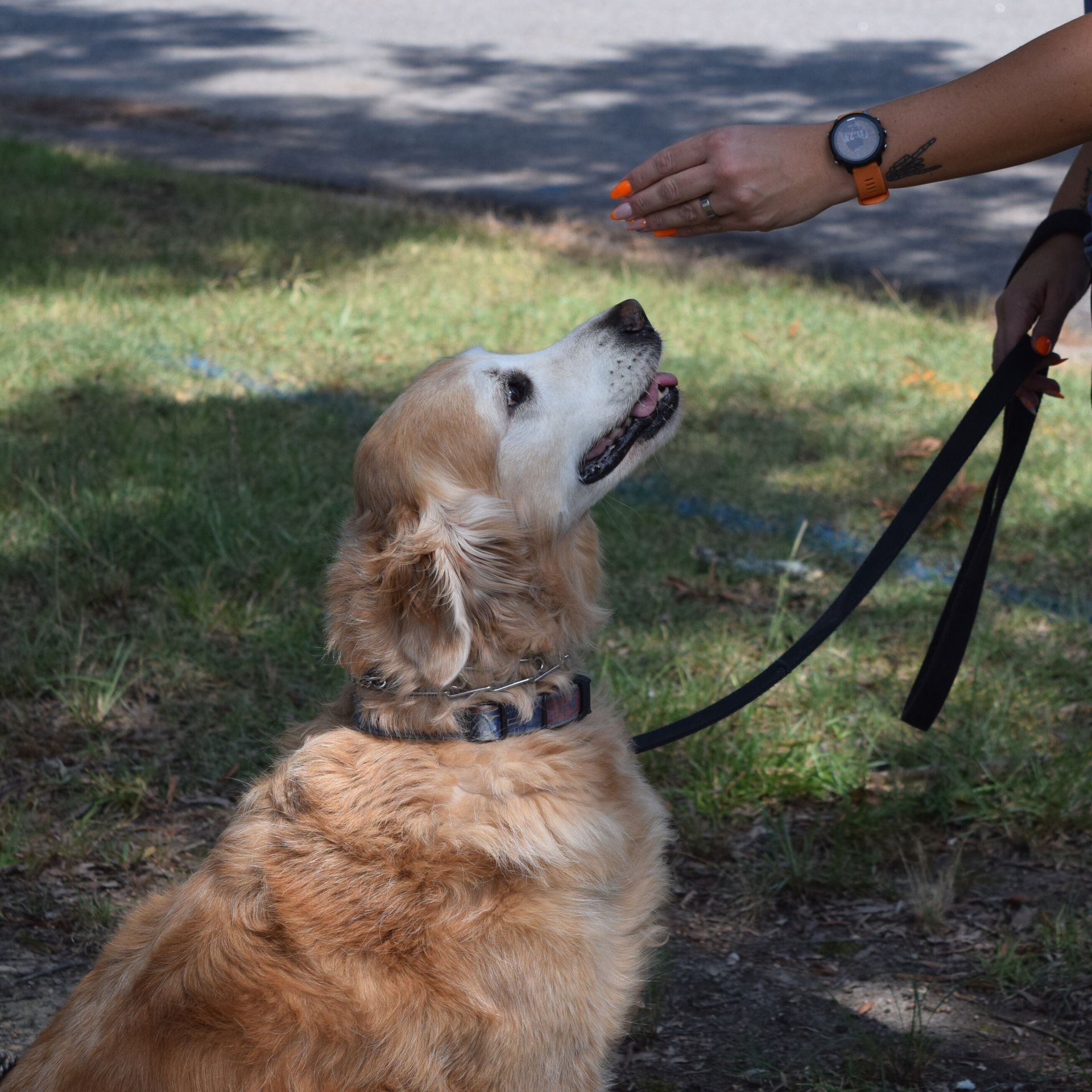 Golden retriever sitting on the ground in grass.
