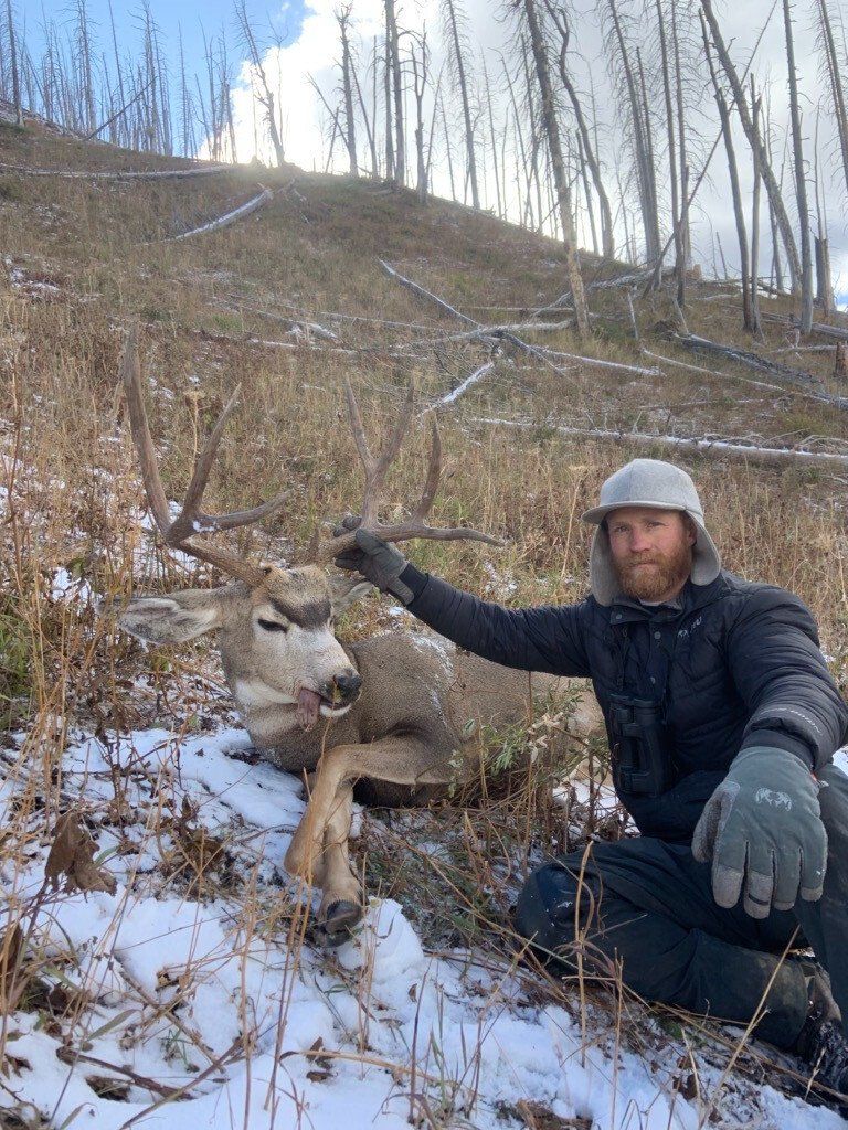 Region G mule deer