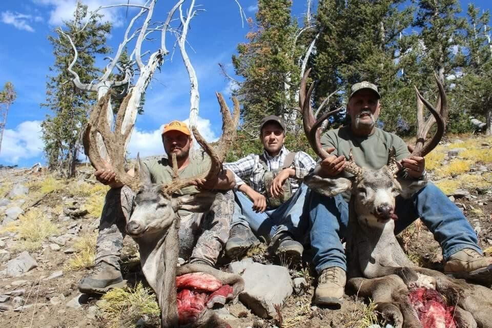 Wyoming Mule deer