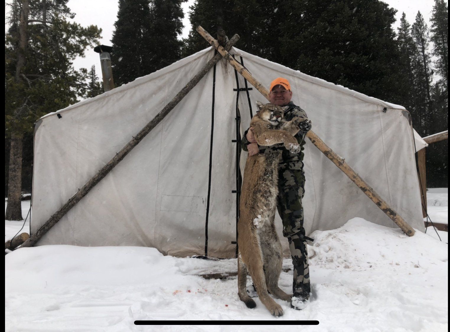 Wyoming Mountain Lion