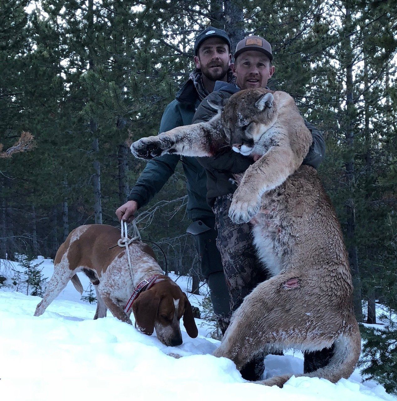 Wyoming Lion Hunt