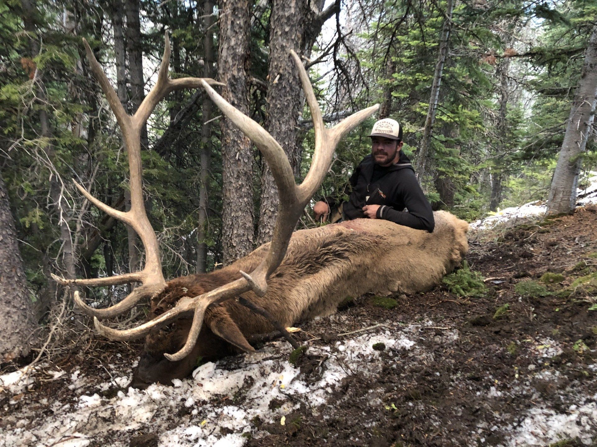 Trophy Wyoming Bull elk
